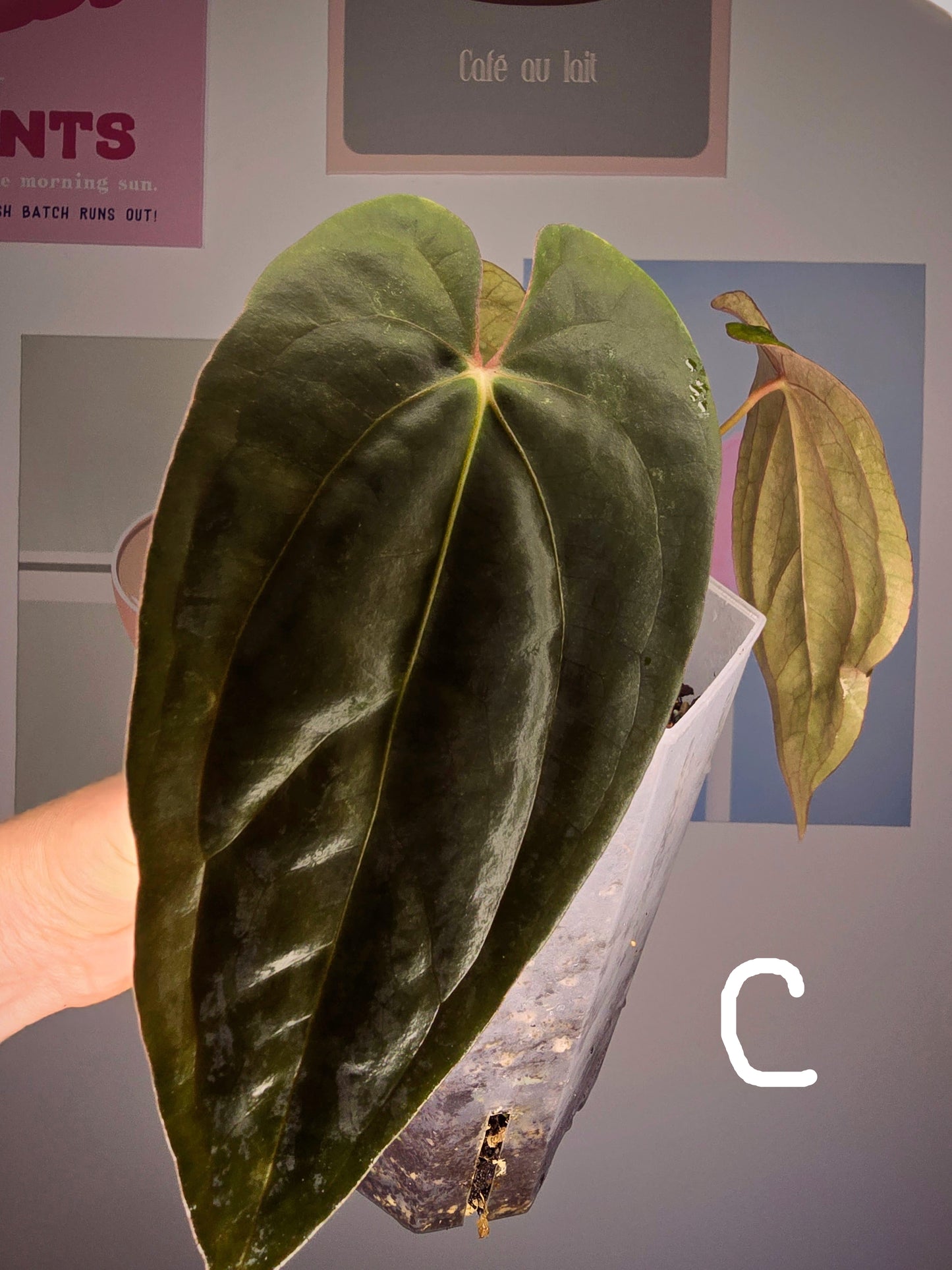 Anthurium Midnight Velvet