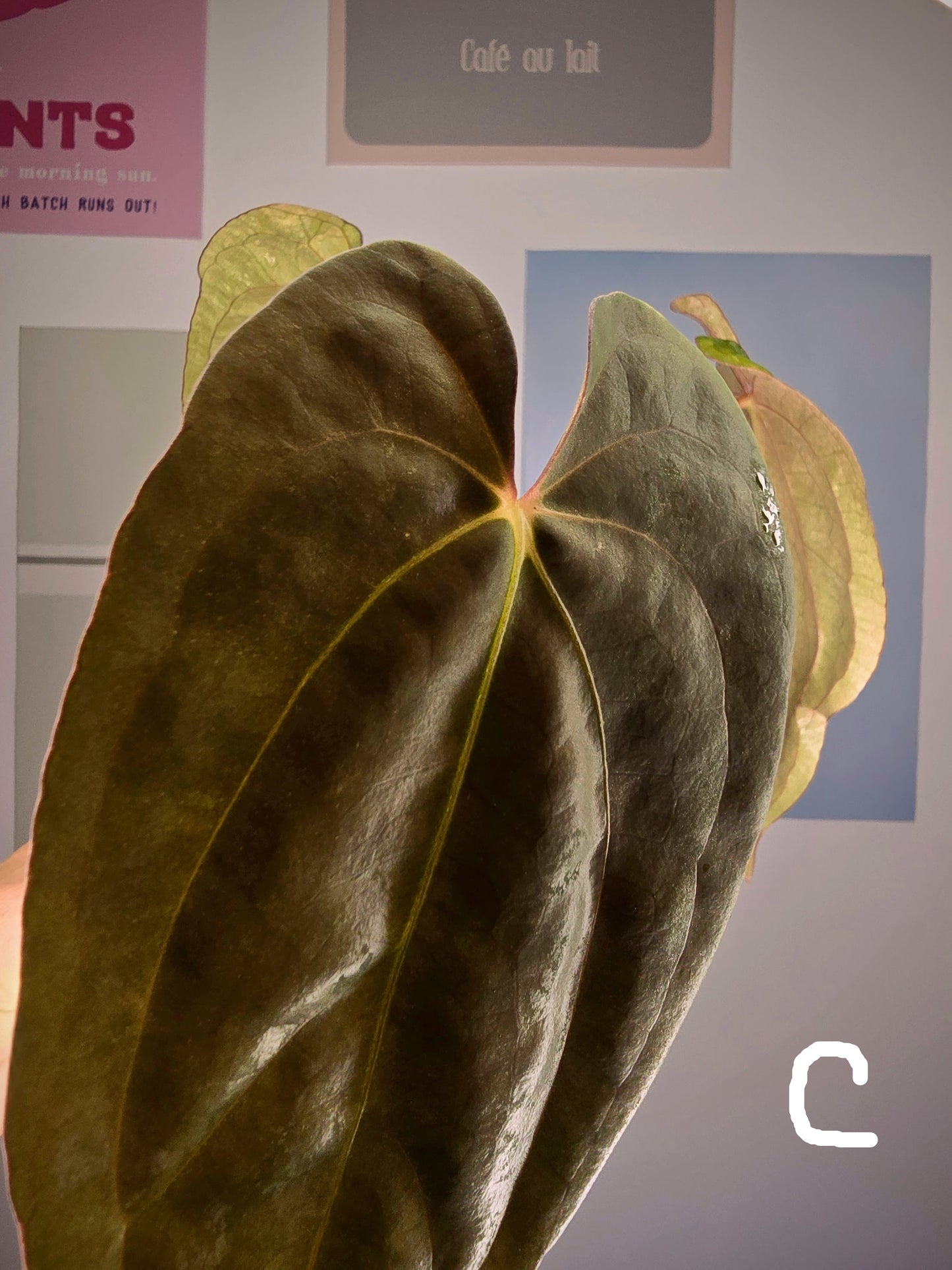 Anthurium Midnight Velvet