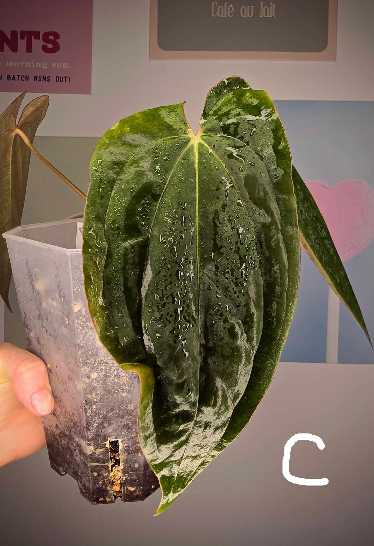 Anthurium Midnight Velvet