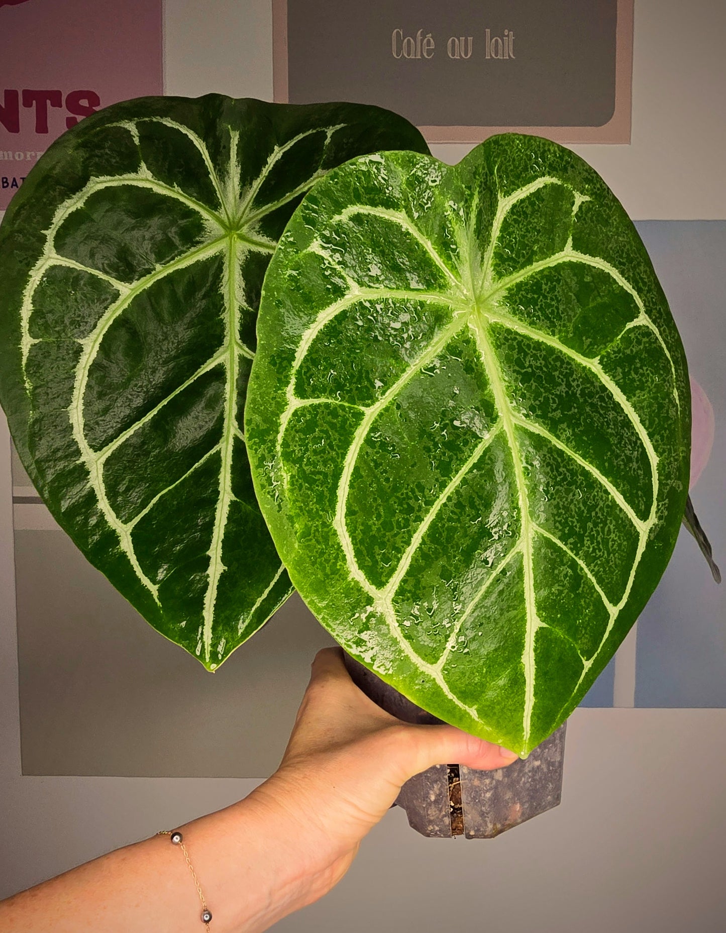 Anthurium Forgetii hybride