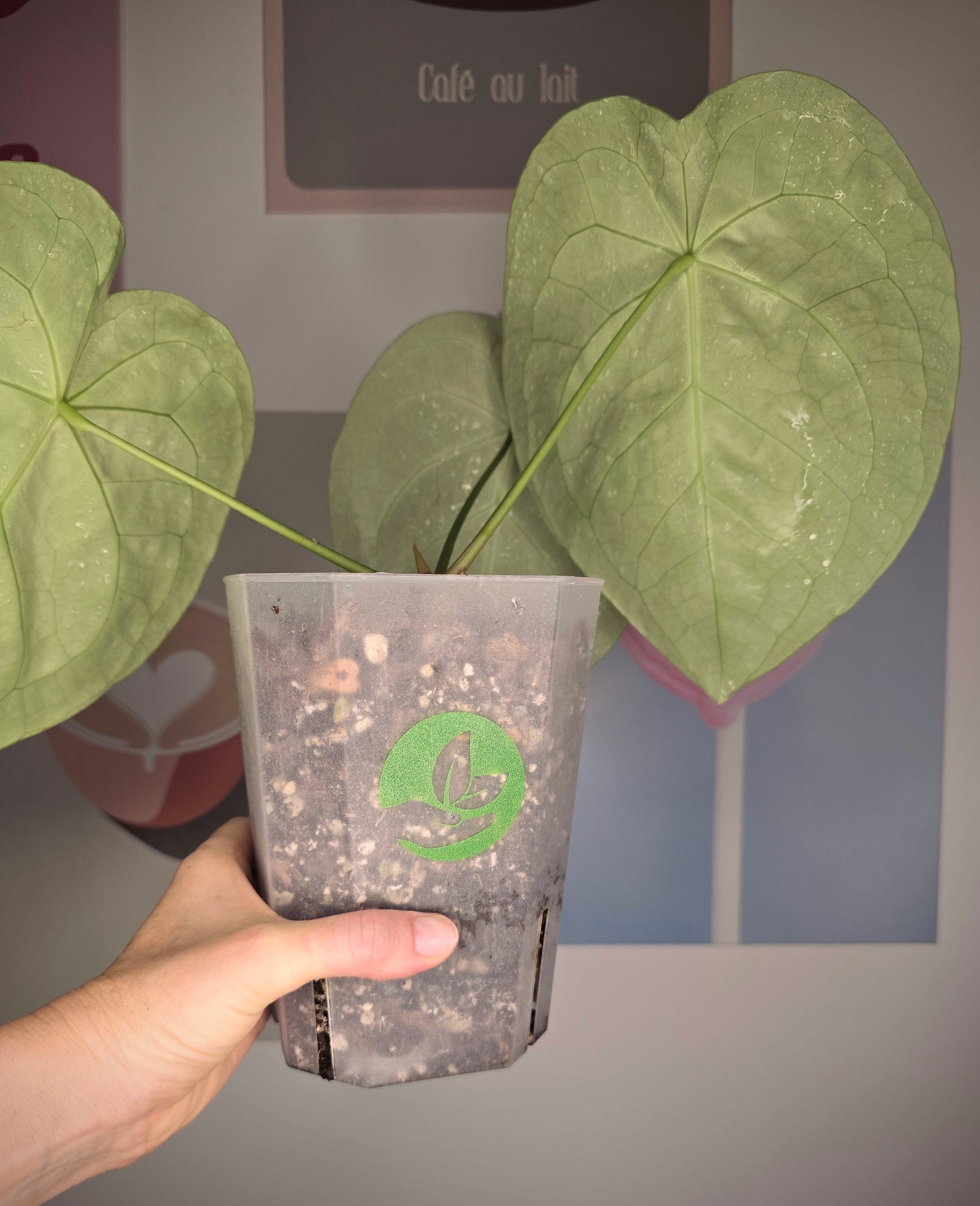 Anthurium Forgetii hybride