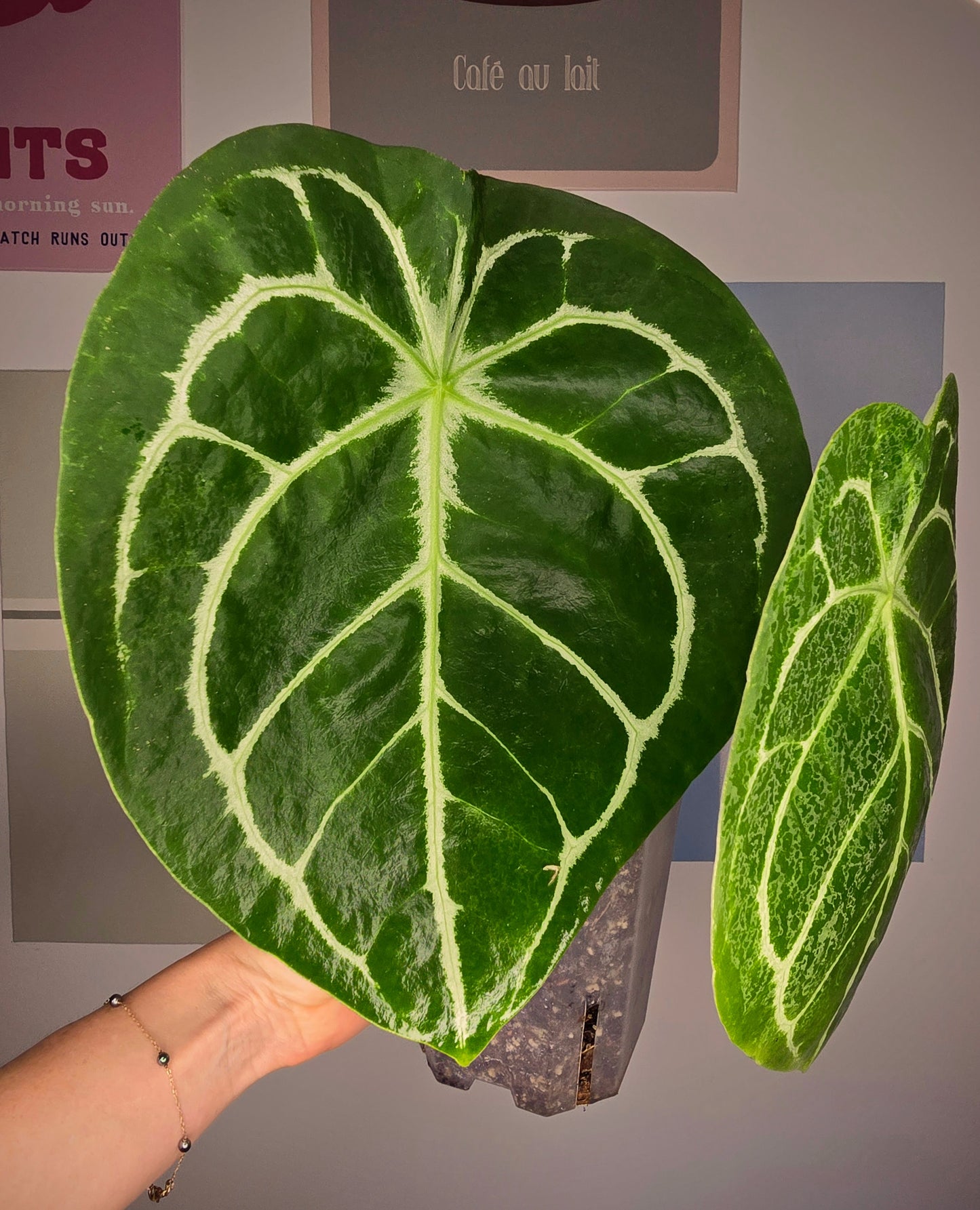 Anthurium Forgetii hybride