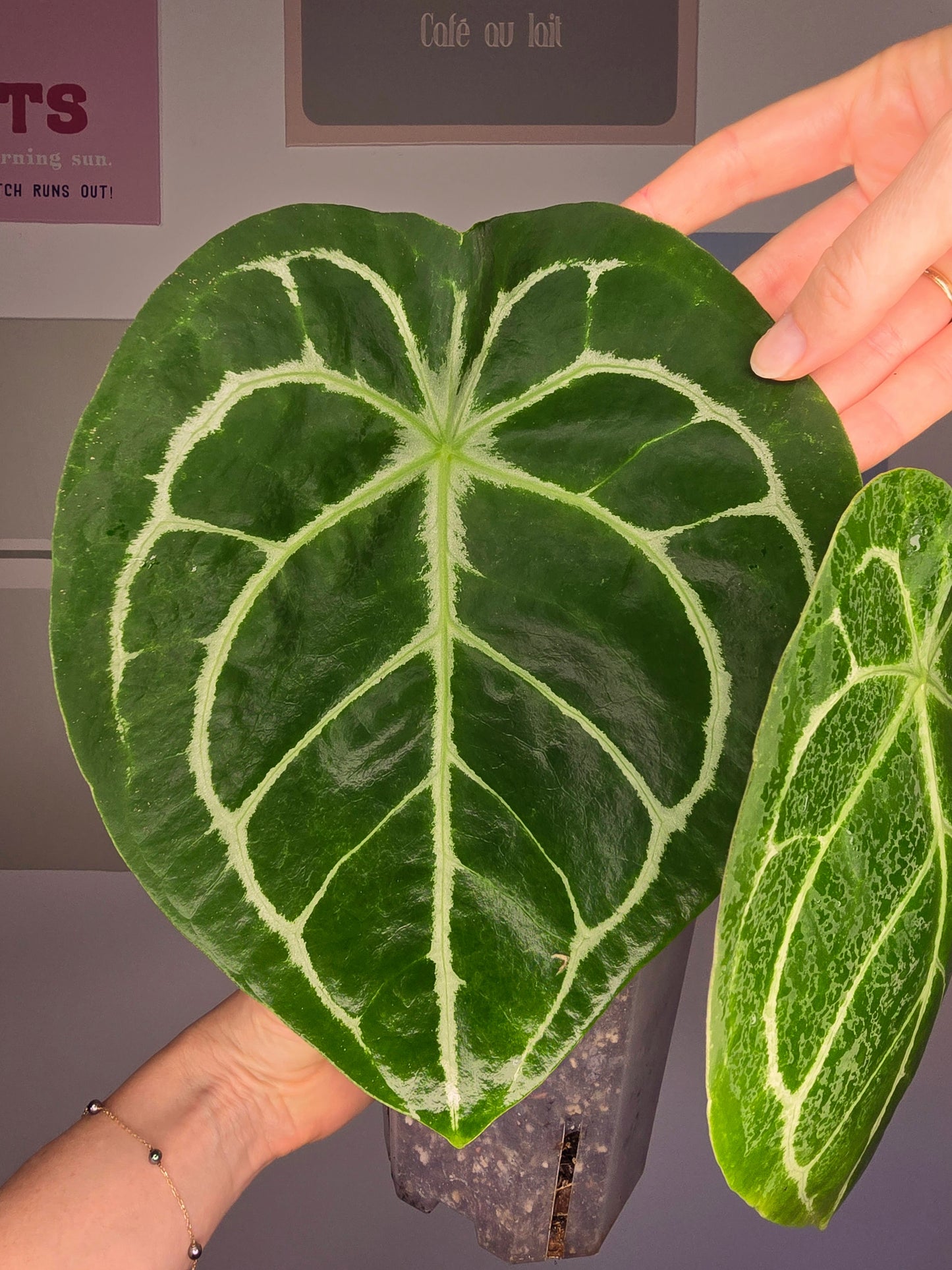 Anthurium Forgetii hybride