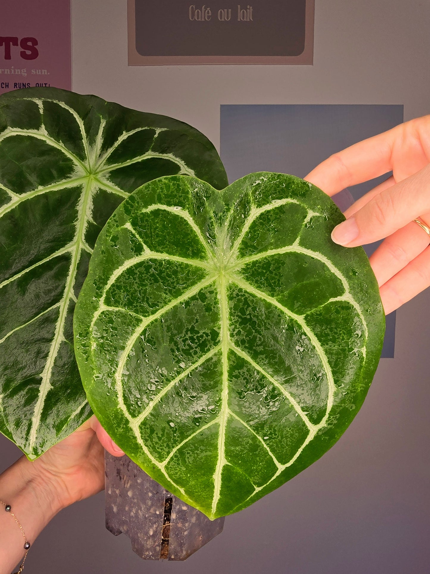 Anthurium Forgetii hybride