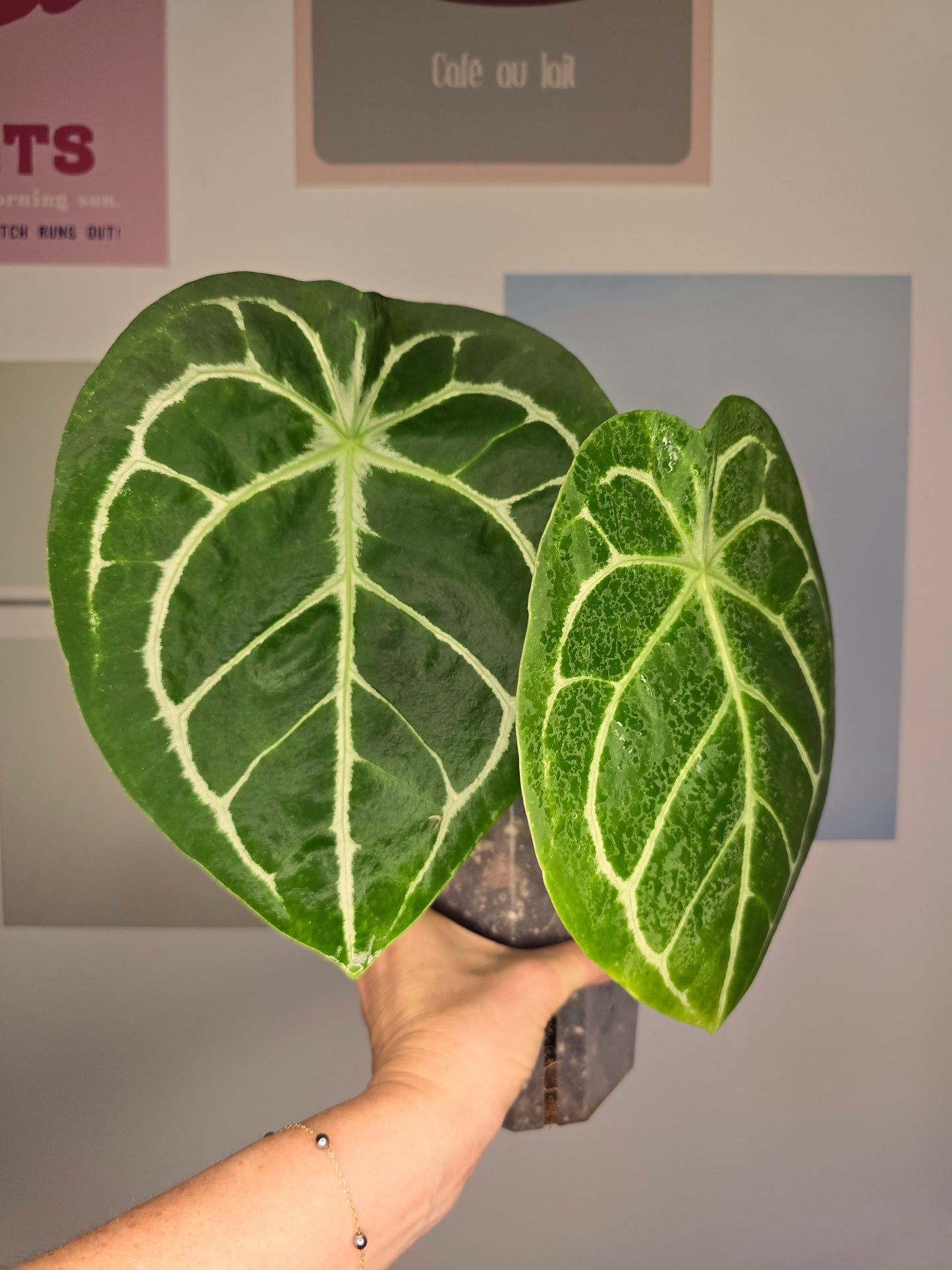 Anthurium Forgetii hybride