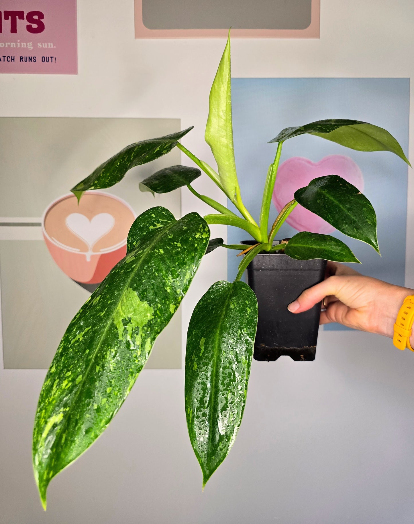 Philodendron José Buono