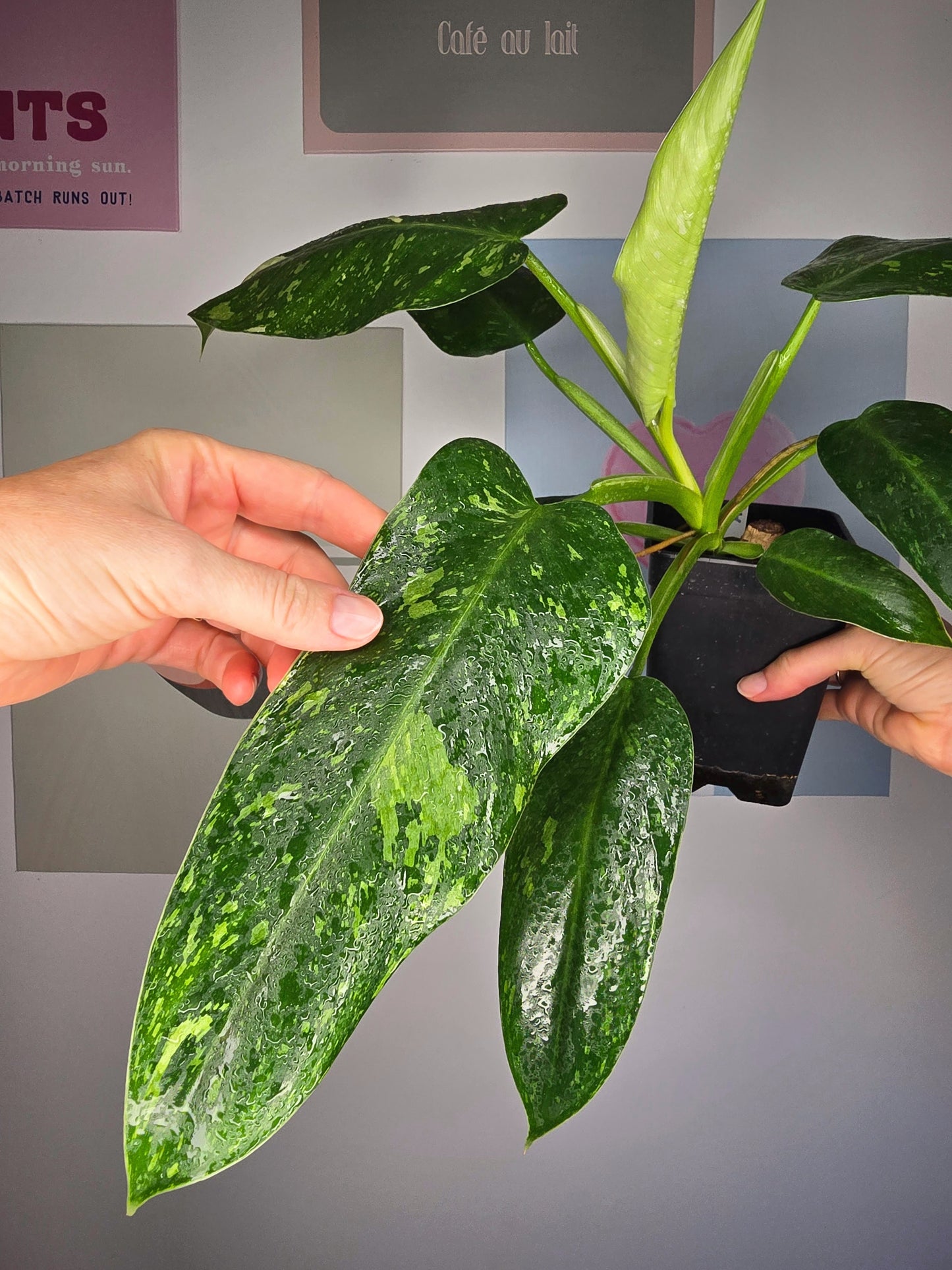 Philodendron José Buono