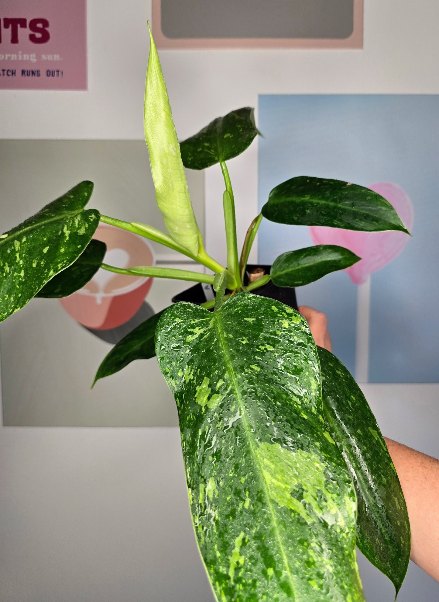 Philodendron José Buono