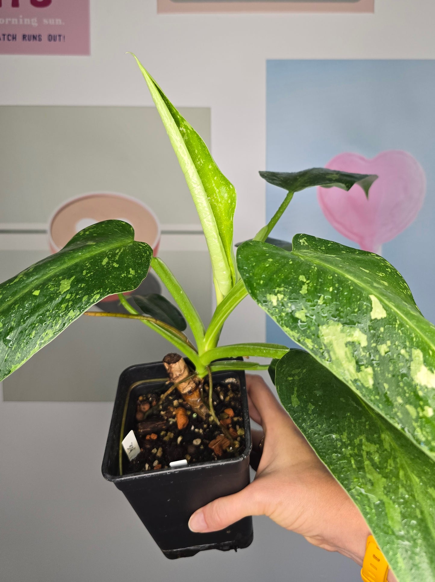 Philodendron José Buono