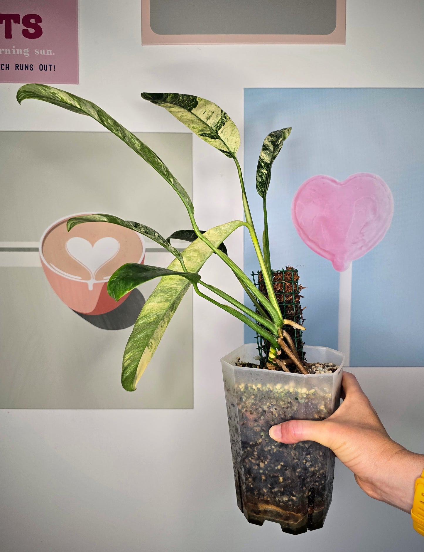 Epipremnum giganteum albo variegata