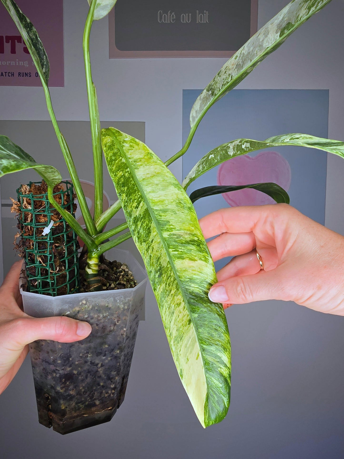 Epipremnum giganteum albo variegata