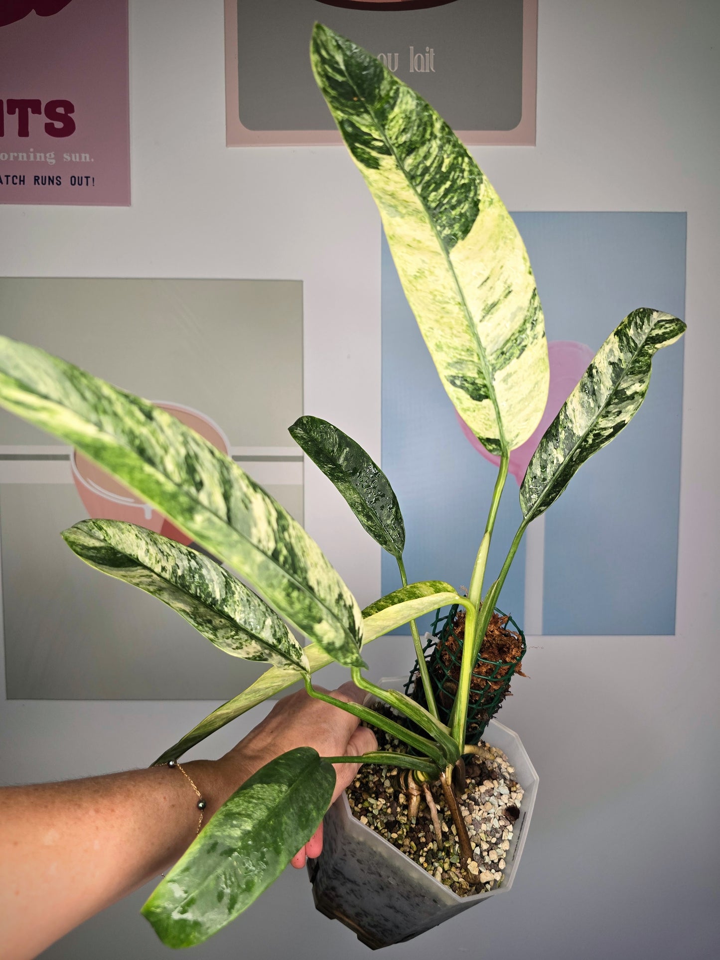 Epipremnum giganteum albo variegata