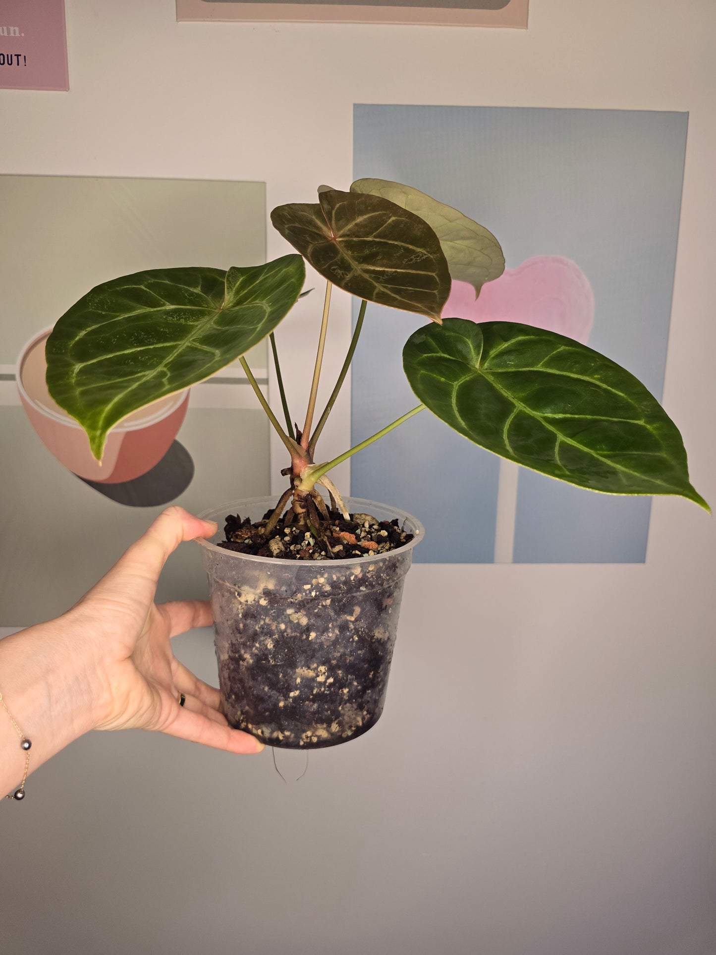 Anthurium NOID (HU mutation?)