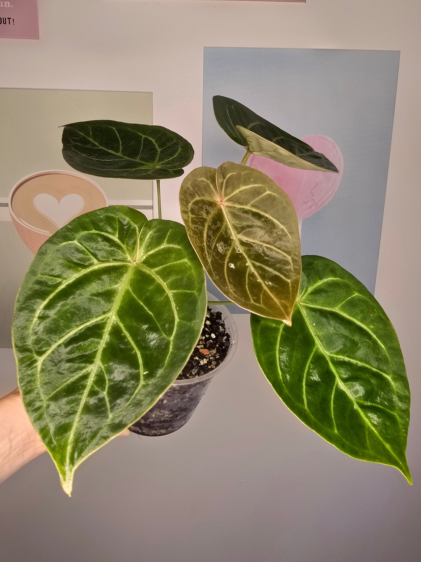 Anthurium NOID (HU mutation?)