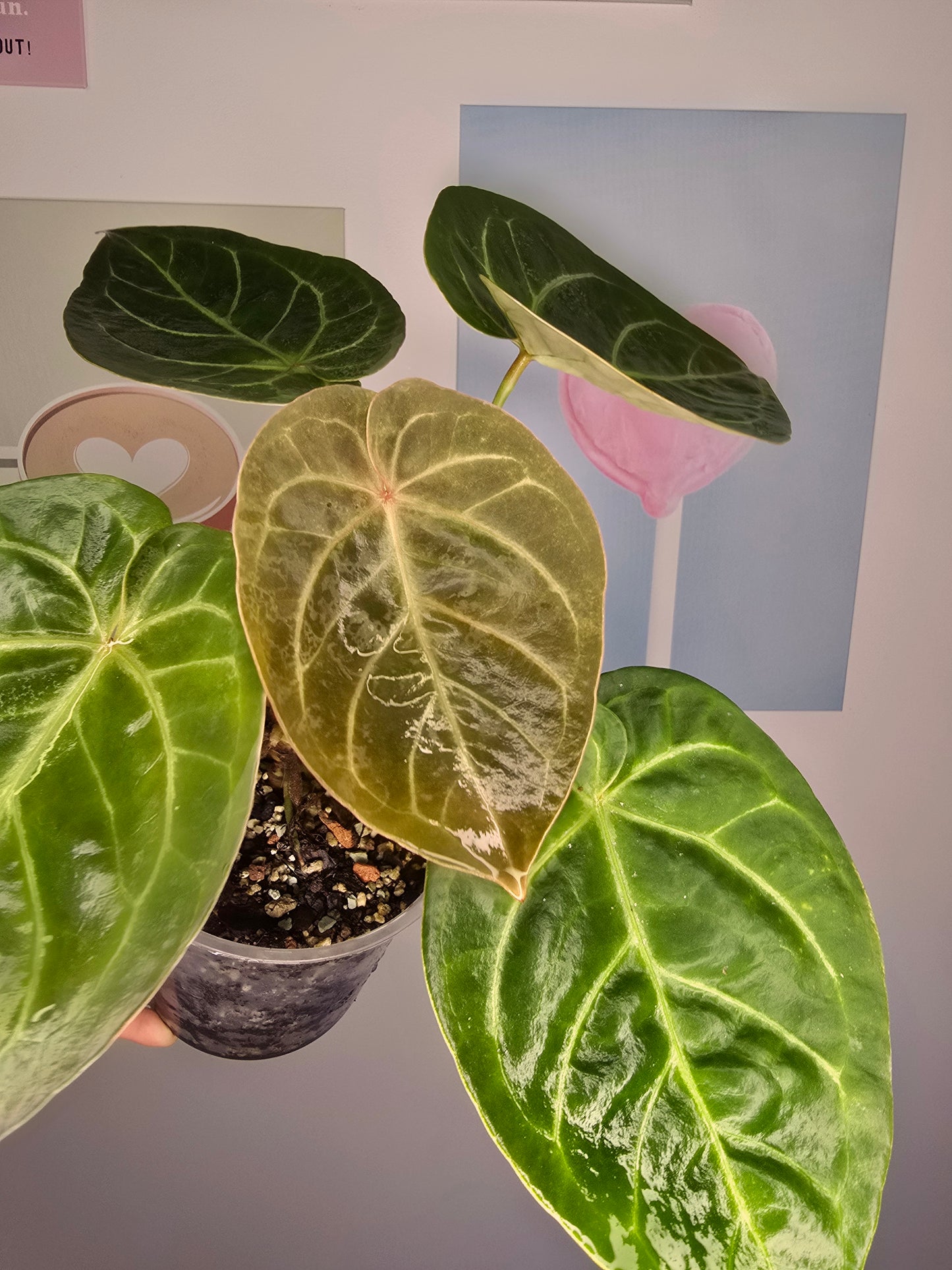Anthurium NOID (HU mutation?)