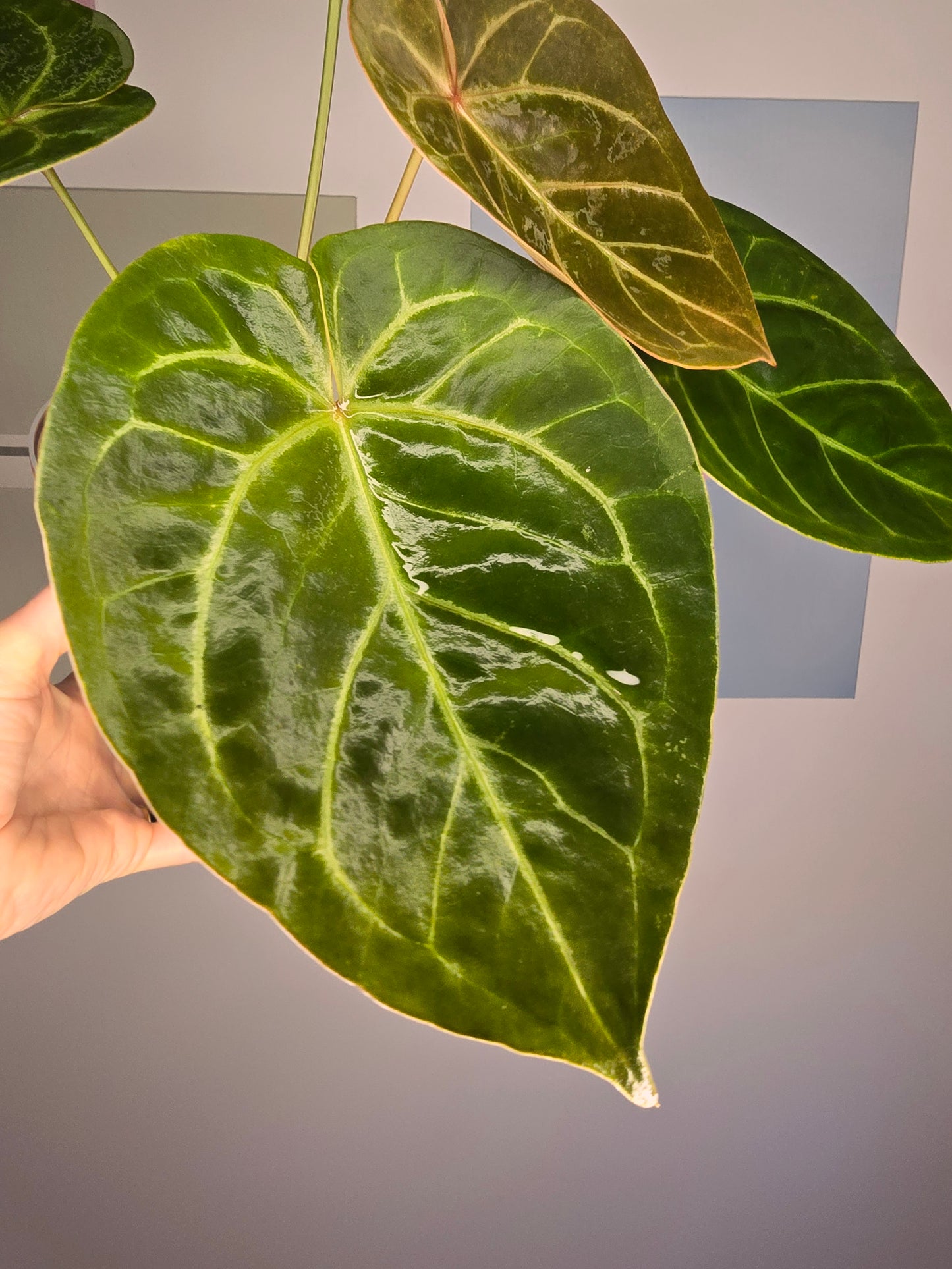 Anthurium NOID (HU mutation?)