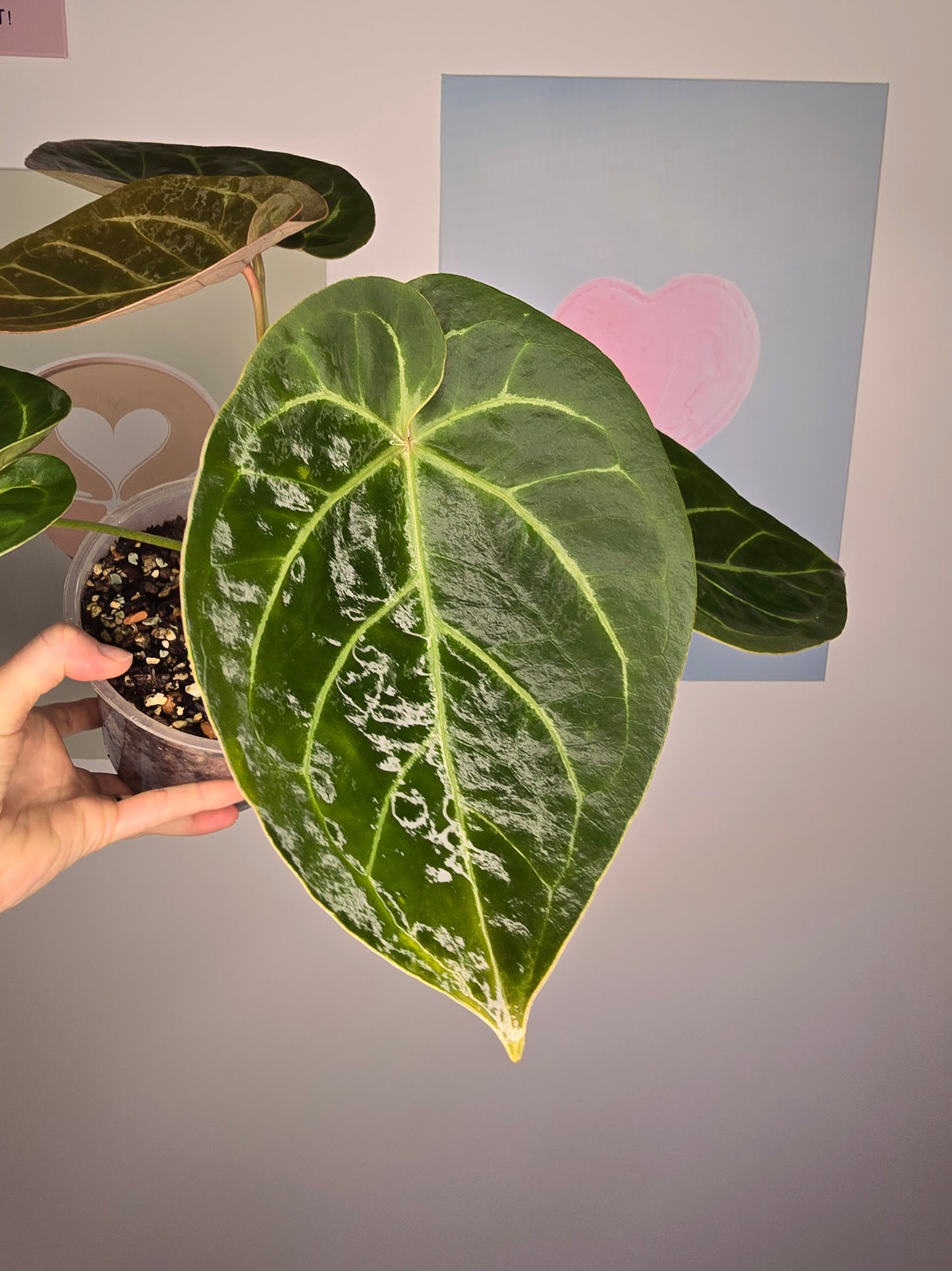 Anthurium NOID (HU mutation?)