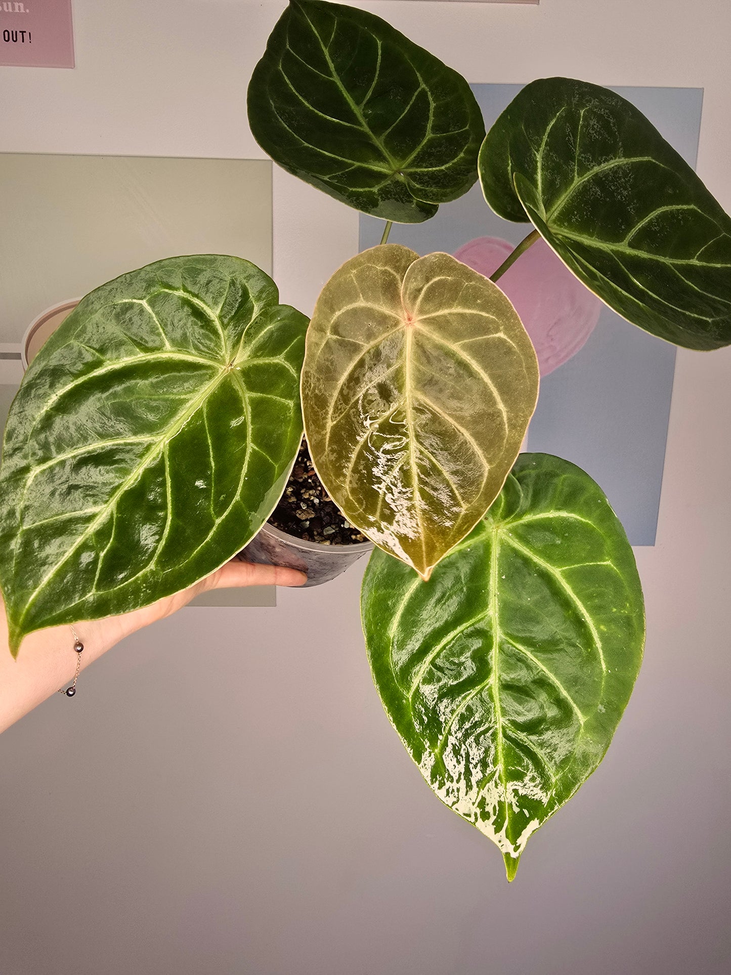 Anthurium NOID (HU mutation?)