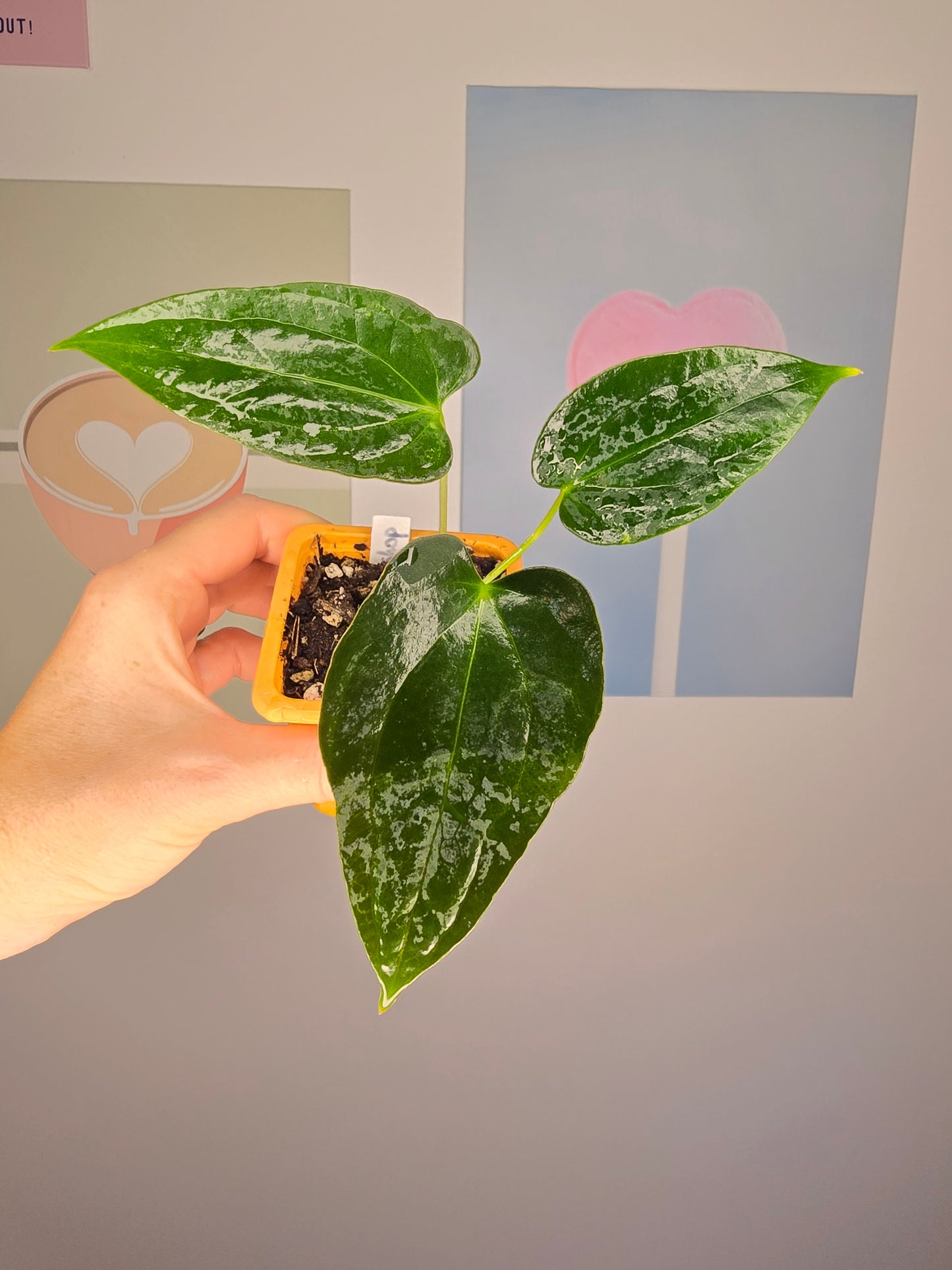 Anthurium Crocodile (papillilaminum hybride)