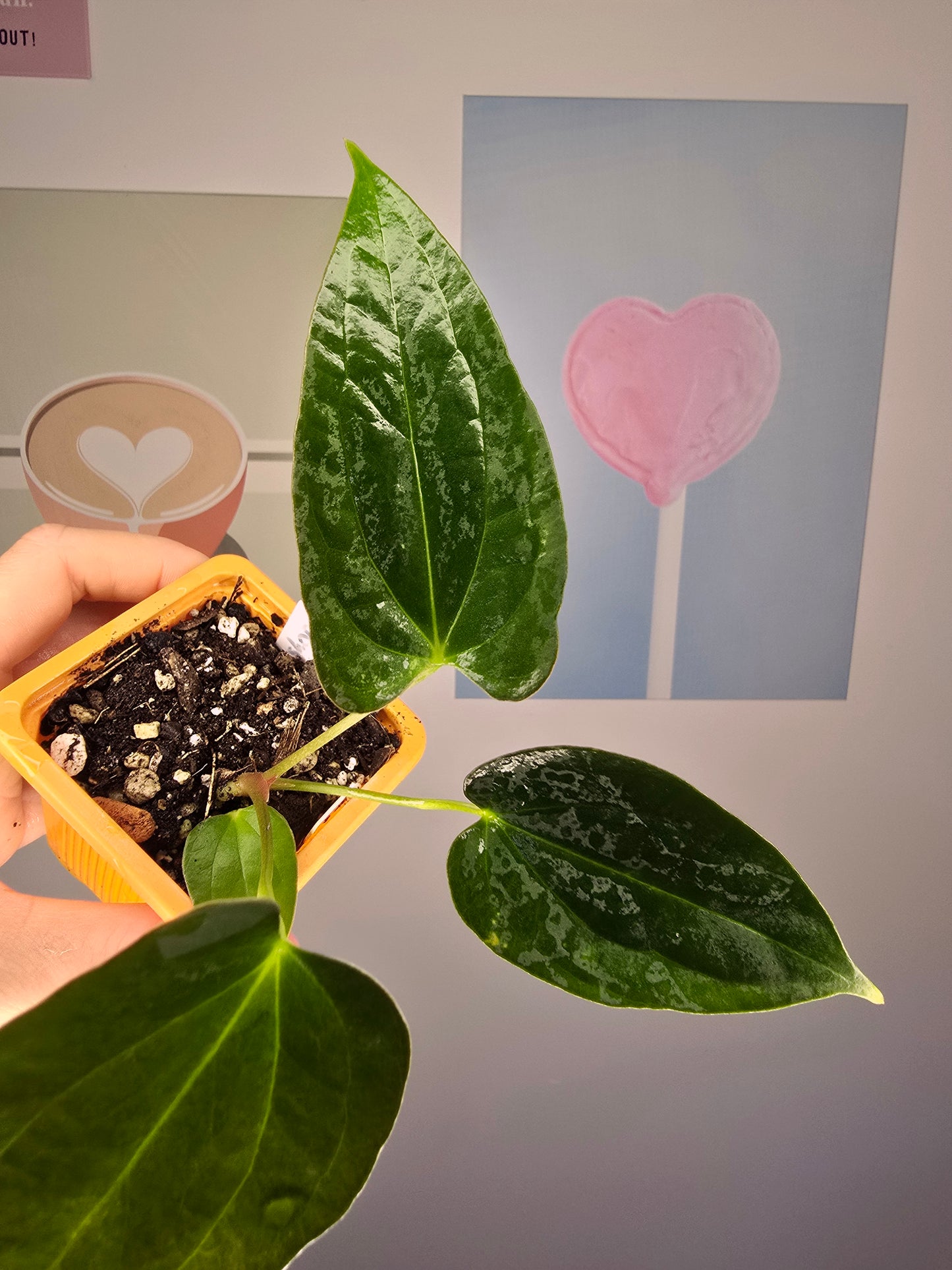 Anthurium Crocodile (papillilaminum hybride)