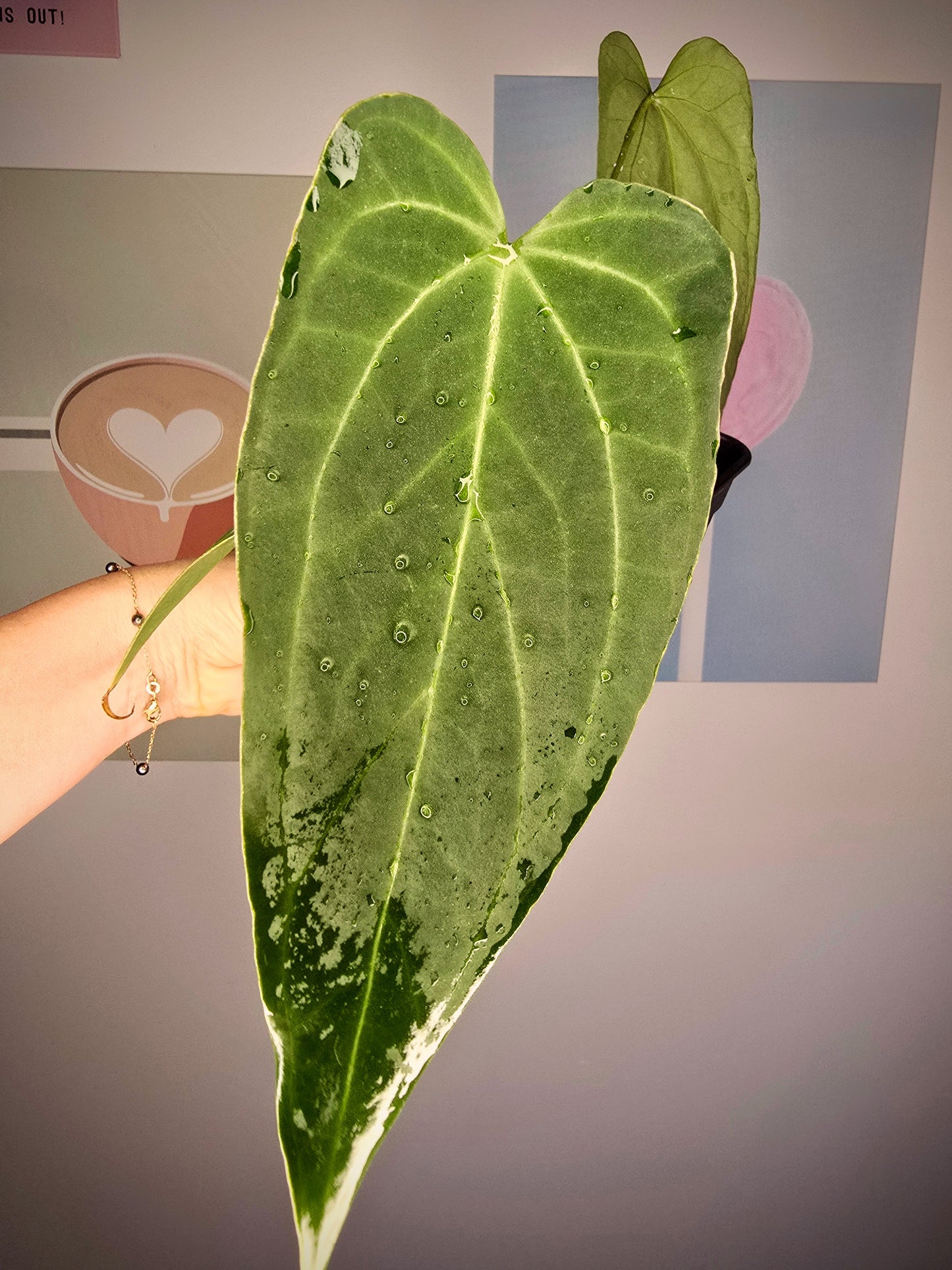 Anthurium (papillilaminum hybride)x dark mamma
