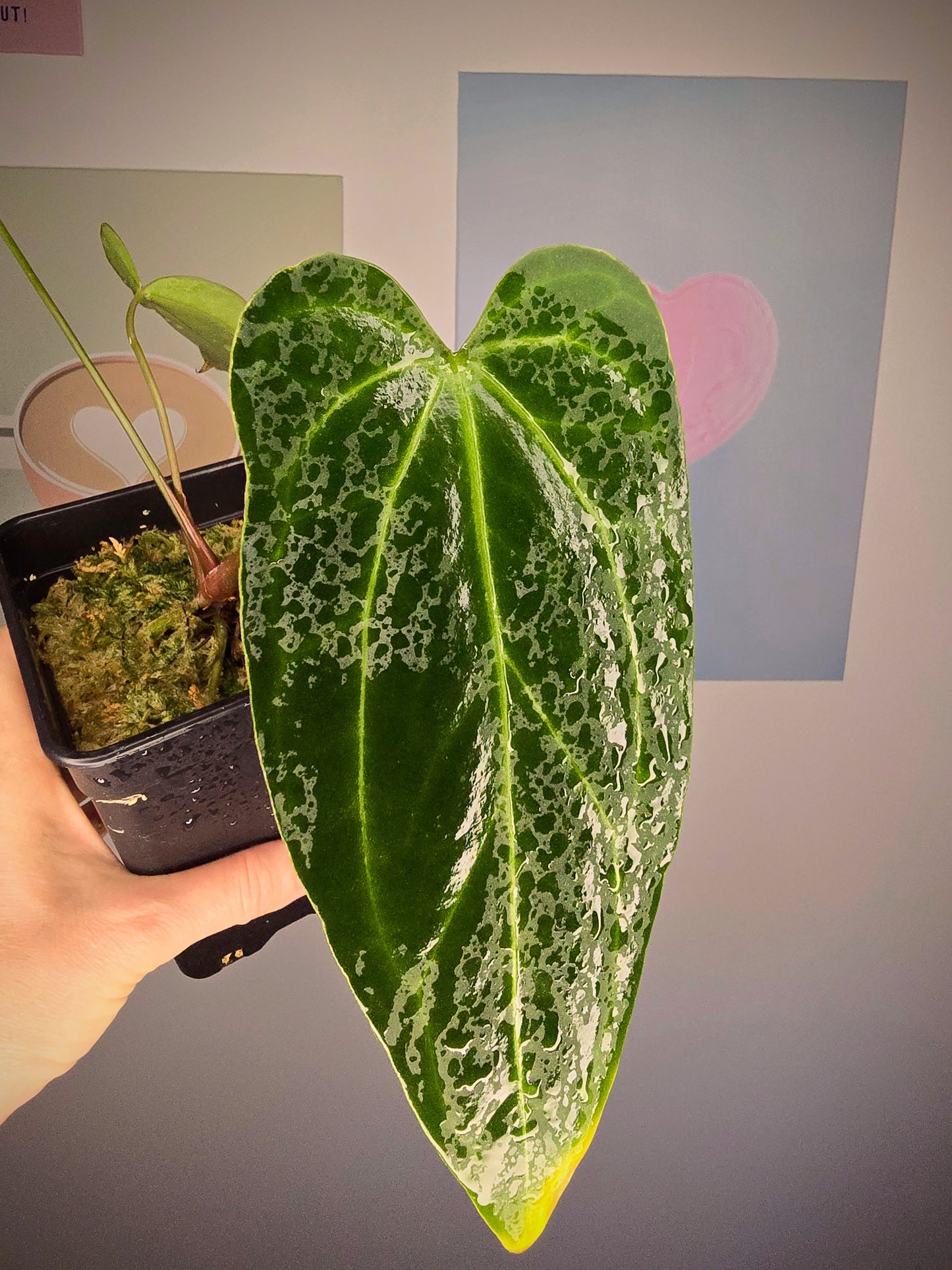 Anthurium (papillilaminum hybride)x dark mamma