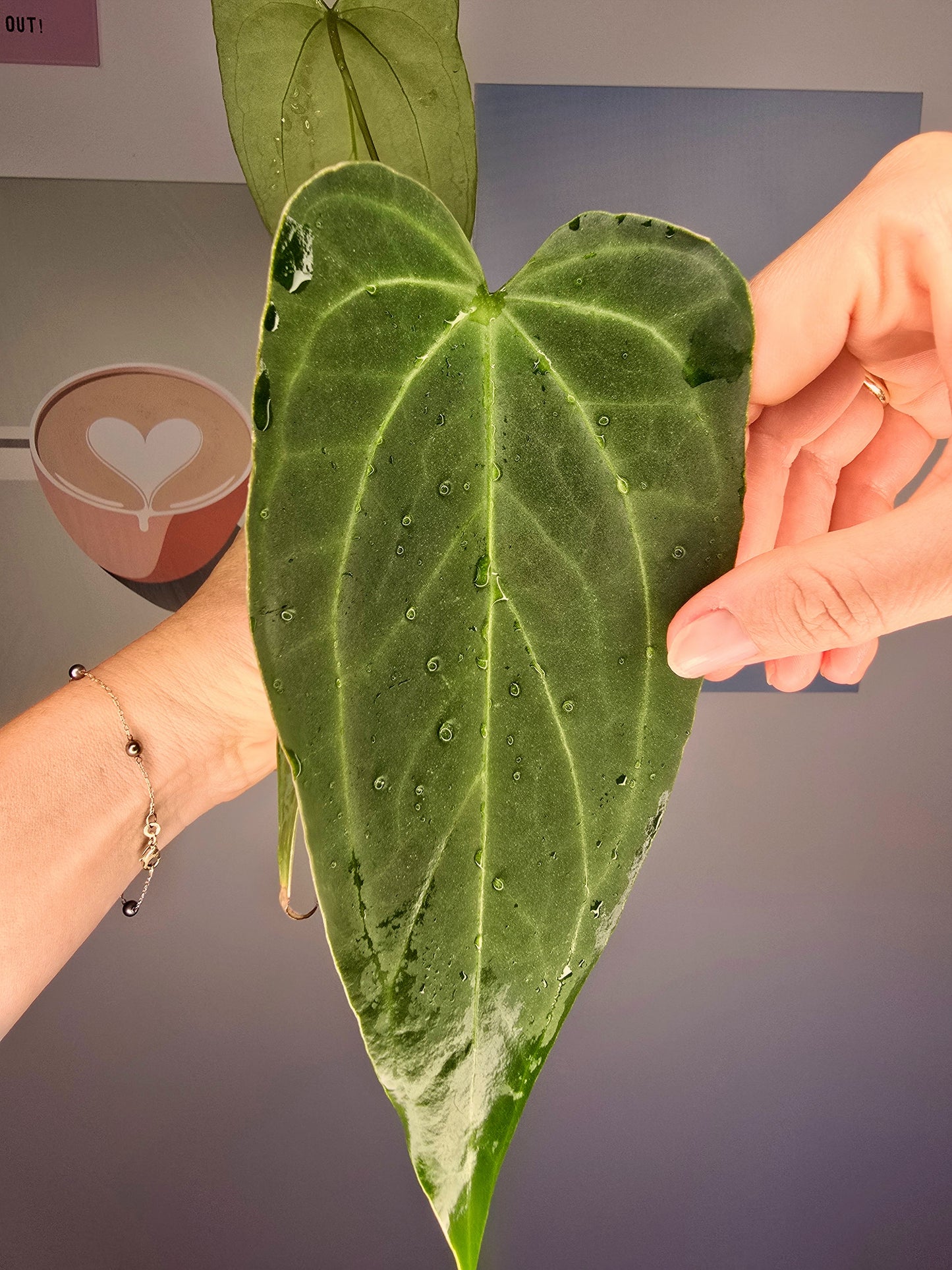 Anthurium (papillilaminum hybride)x dark mamma