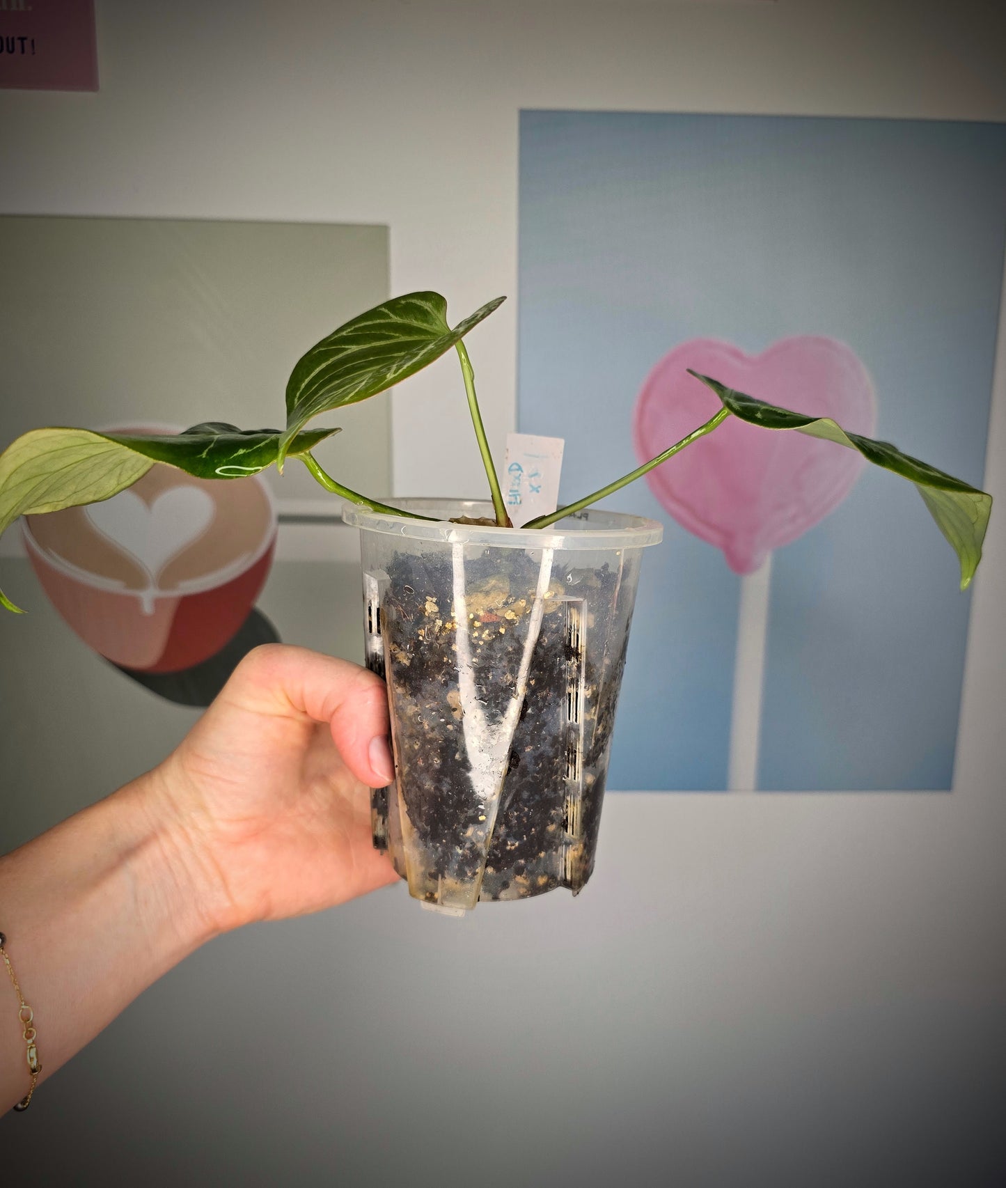 Anthurium (HU x Dorayaki) X self