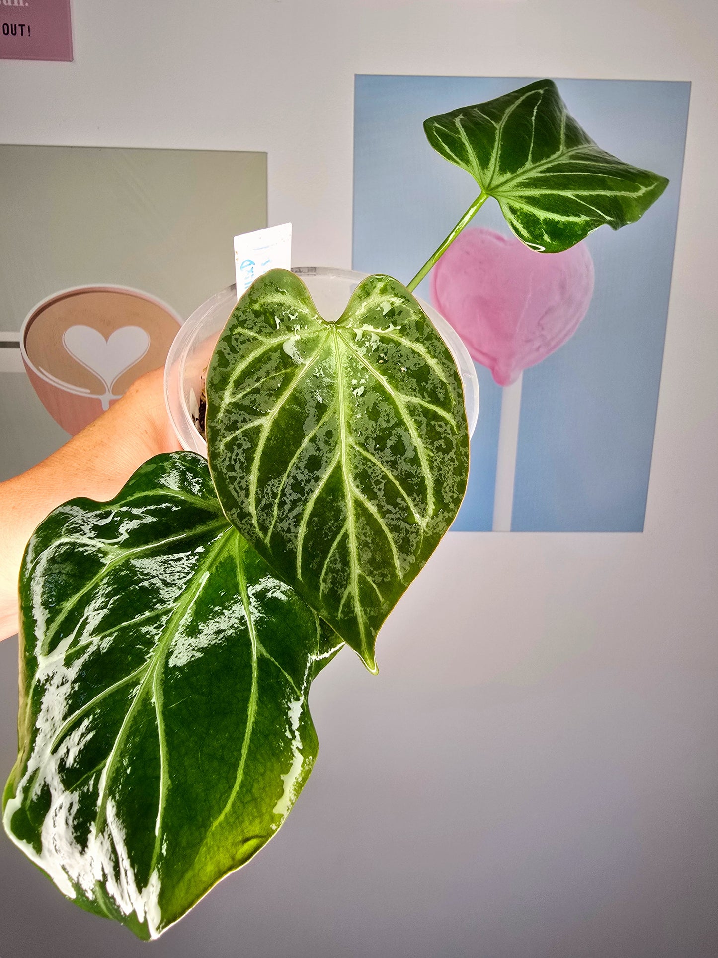 Anthurium (HU x Dorayaki) X self