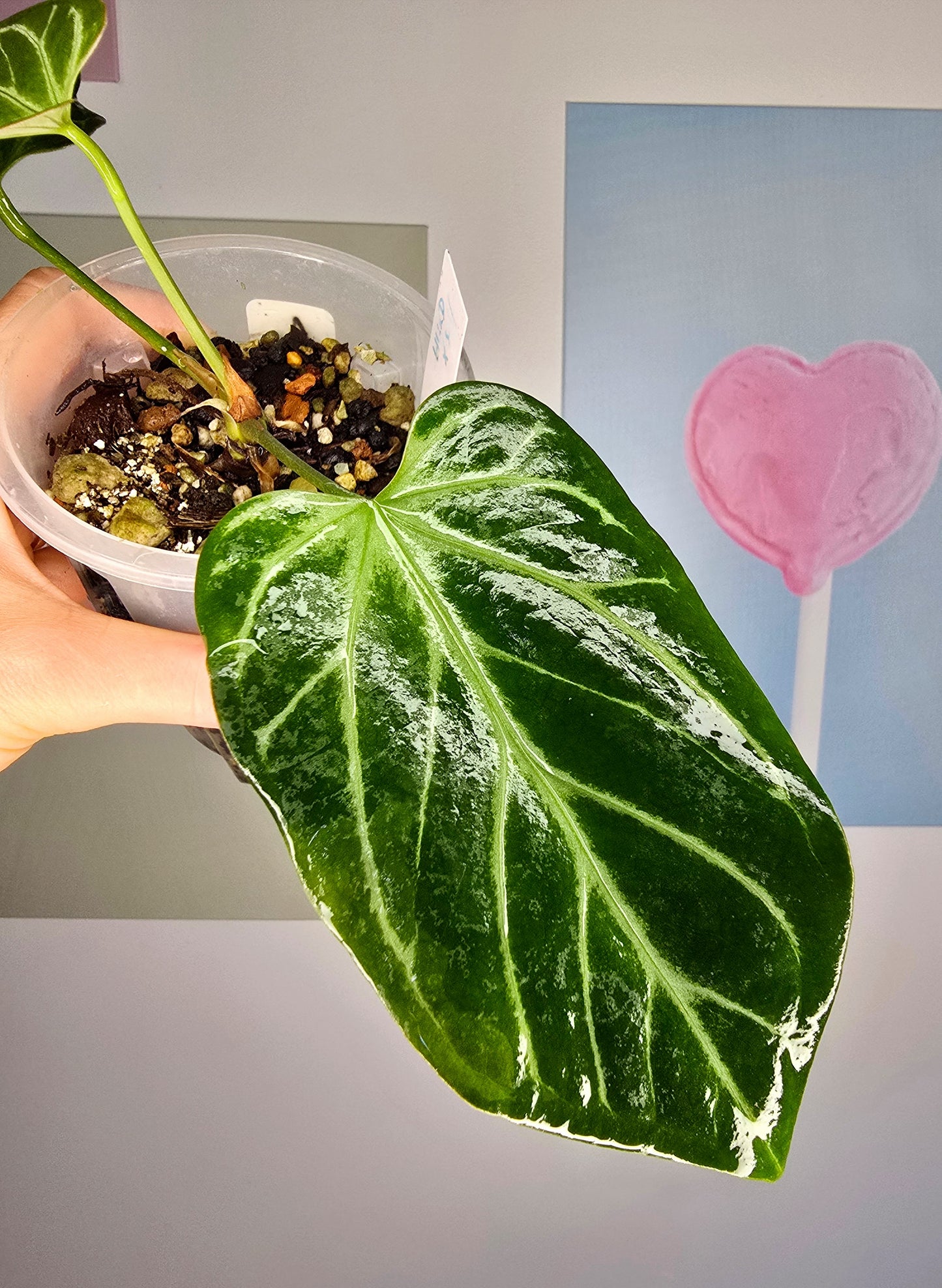 Anthurium (HU x Dorayaki) X self