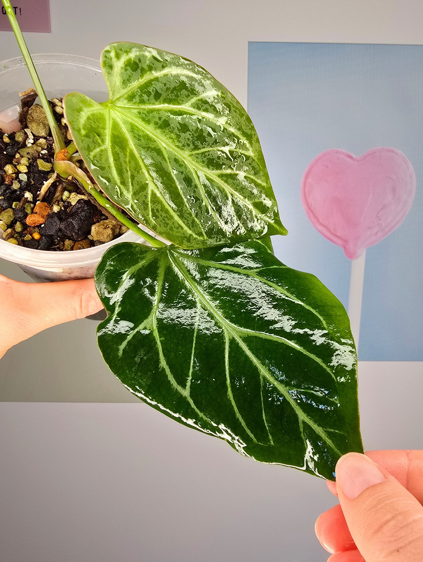 Anthurium (HU x Dorayaki) X self