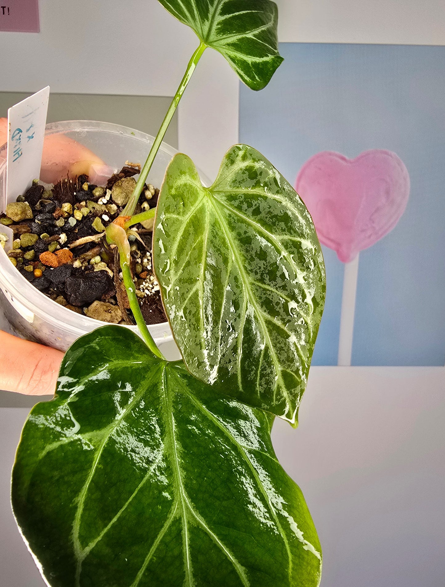 Anthurium (HU x Dorayaki) X self