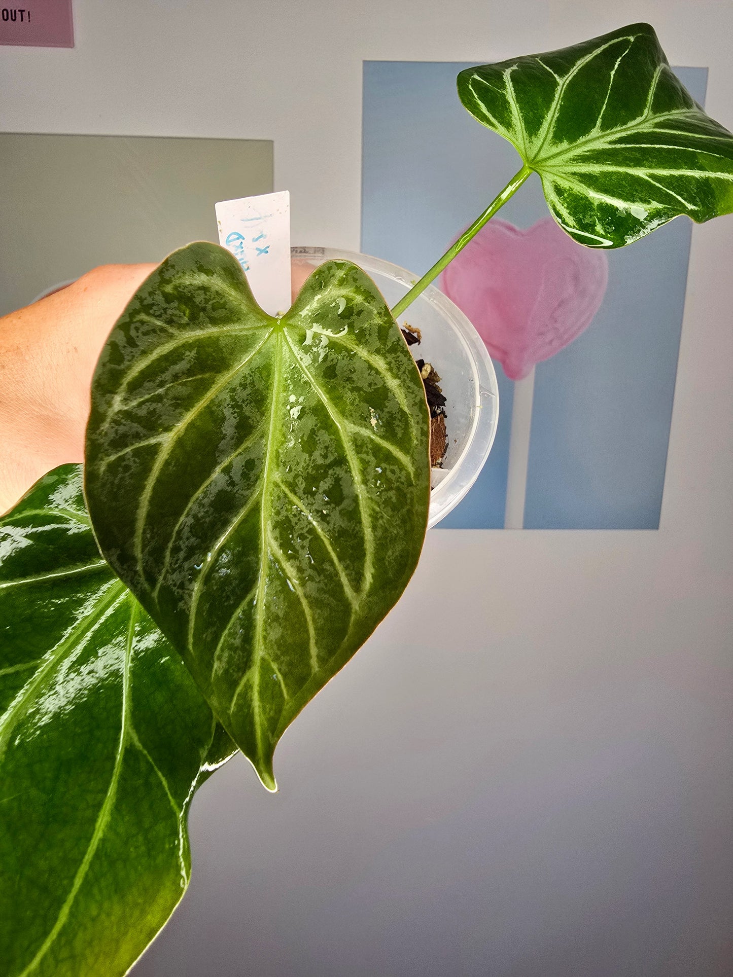 Anthurium (HU x Dorayaki) X self