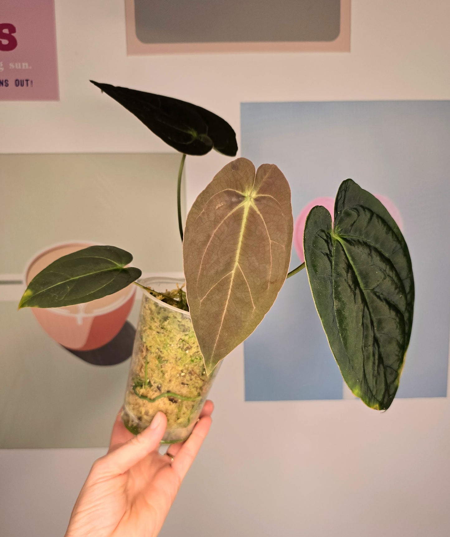 Anthurium Santorini DD (Goliath x Red spider)