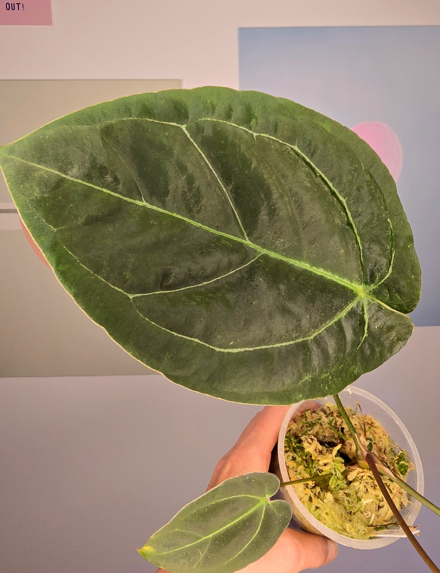 Anthurium Santorini DD (Goliath x Red spider)