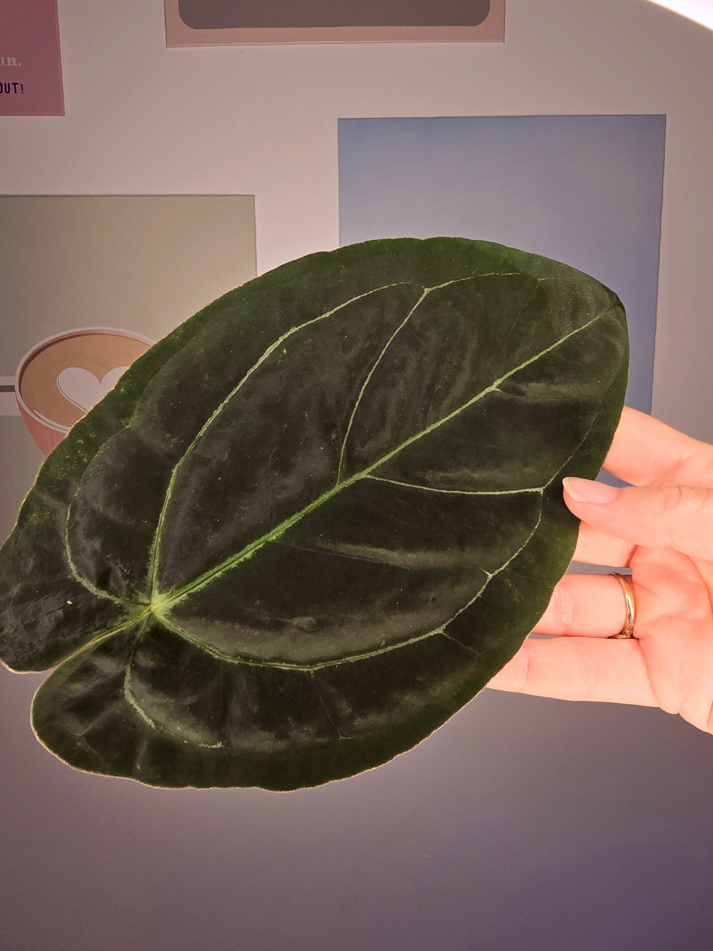 Anthurium Santorini DD (Goliath x Red spider)