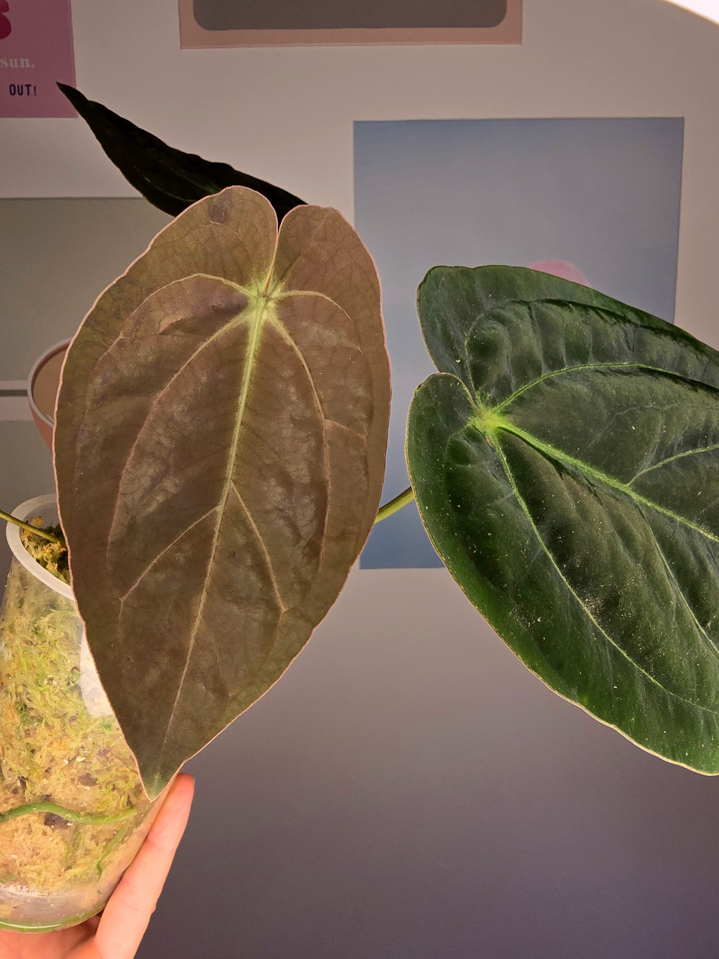 Anthurium Santorini DD (Goliath x Red spider)
