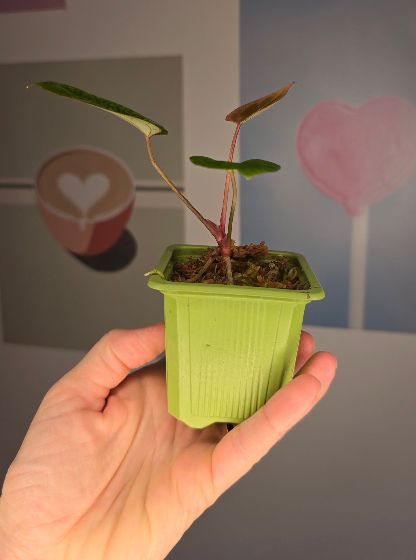 Anthurium papillilaminum