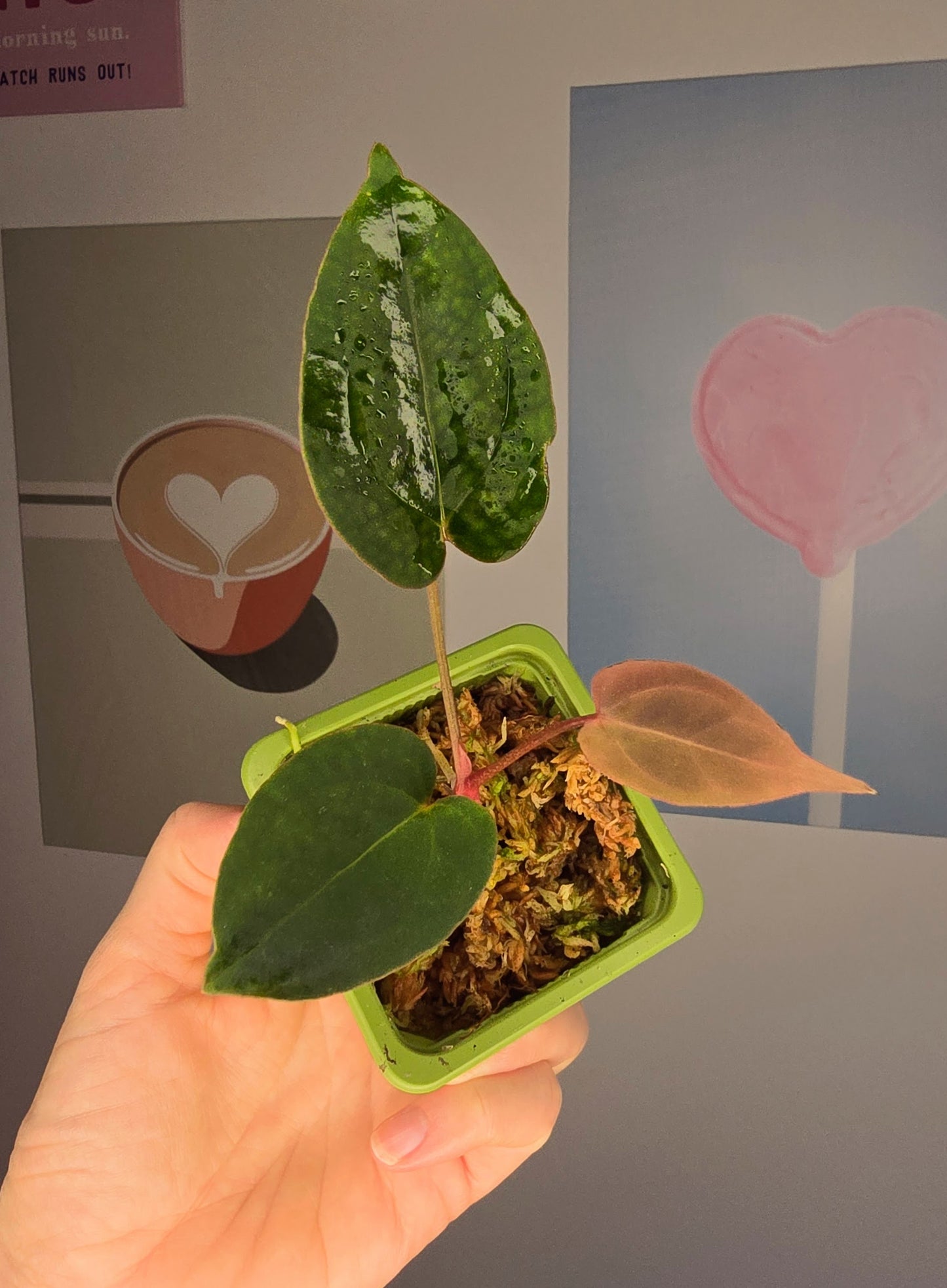 Anthurium papillilaminum