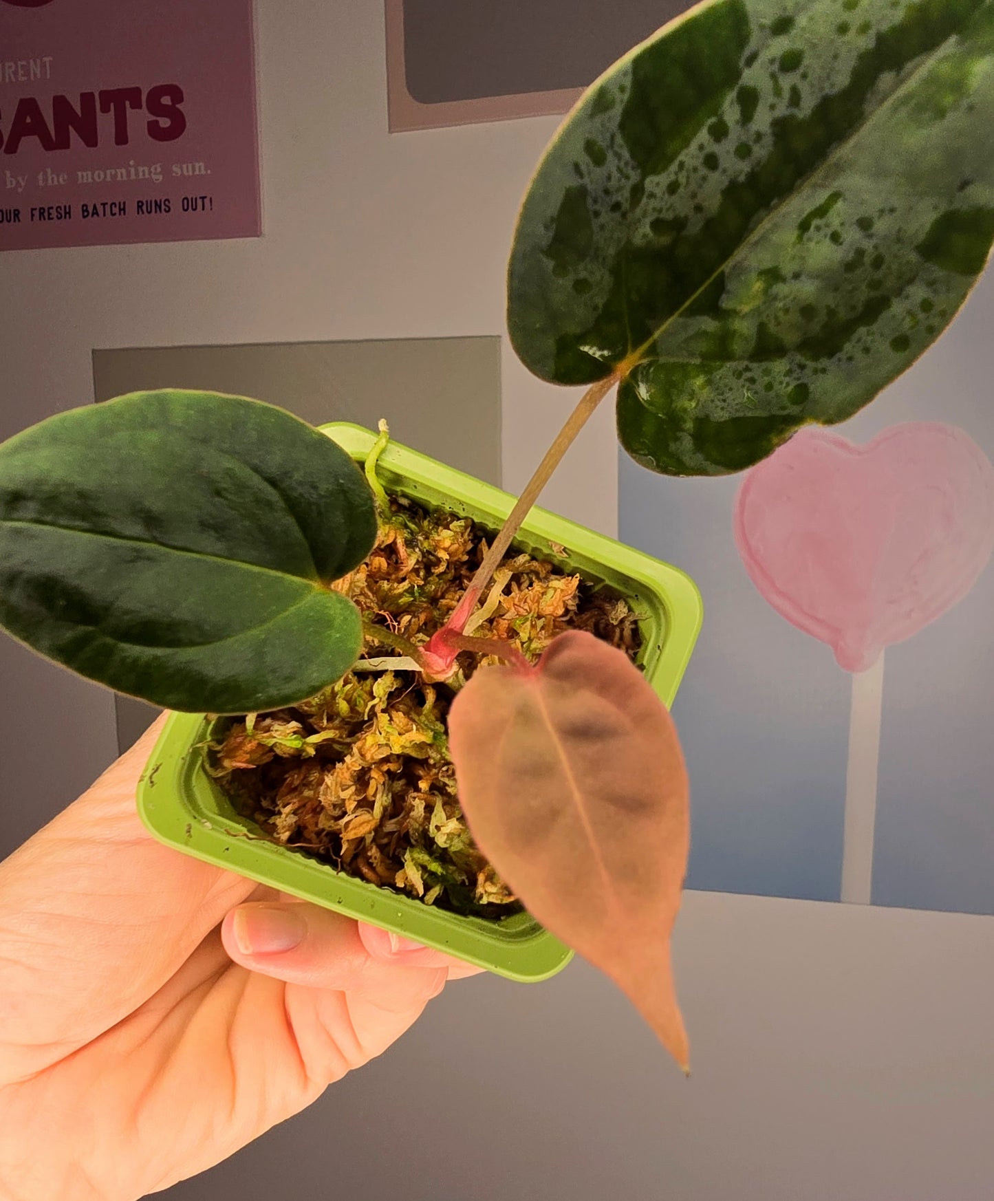 Anthurium papillilaminum