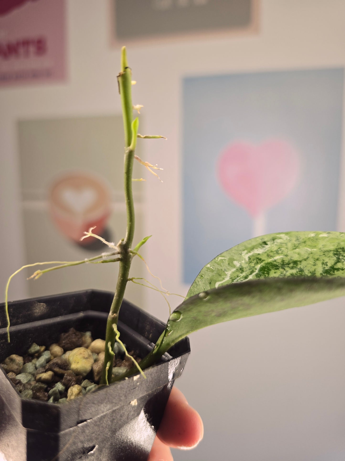 Hoya patcharawalai splash