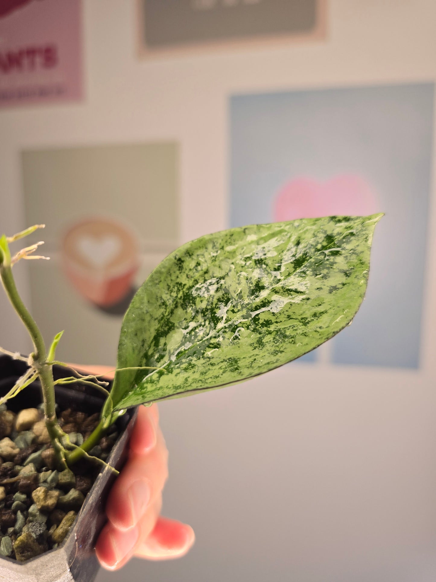 Hoya patcharawalai splash