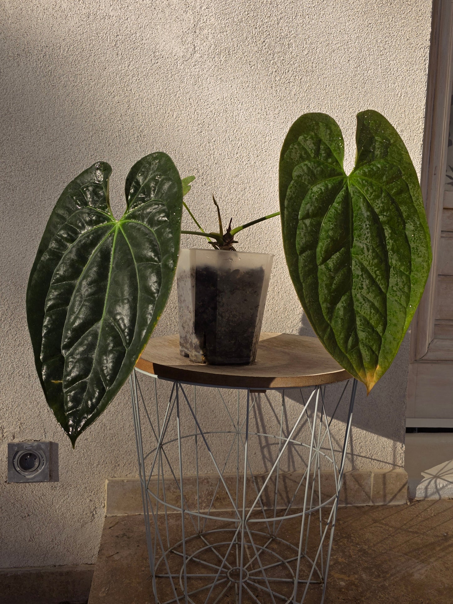 Anthurium papillilaminum X papillilaminum X-one