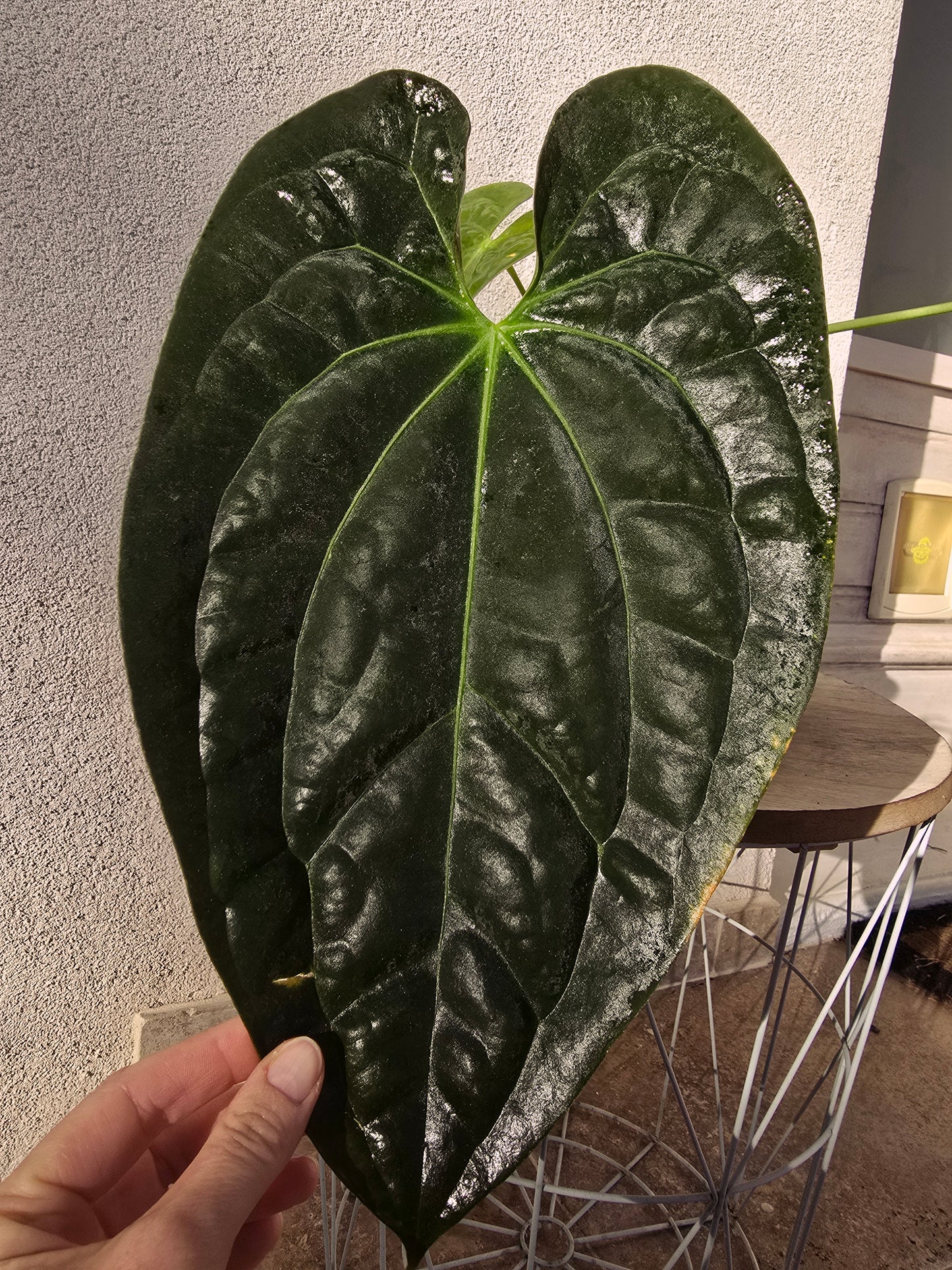 Anthurium papillilaminum X papillilaminum X-one