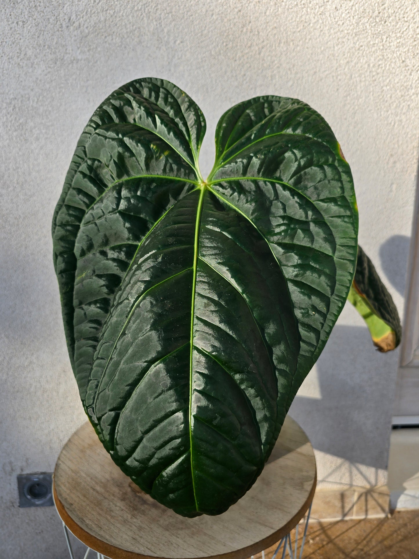 Anthurium regale x luxurians