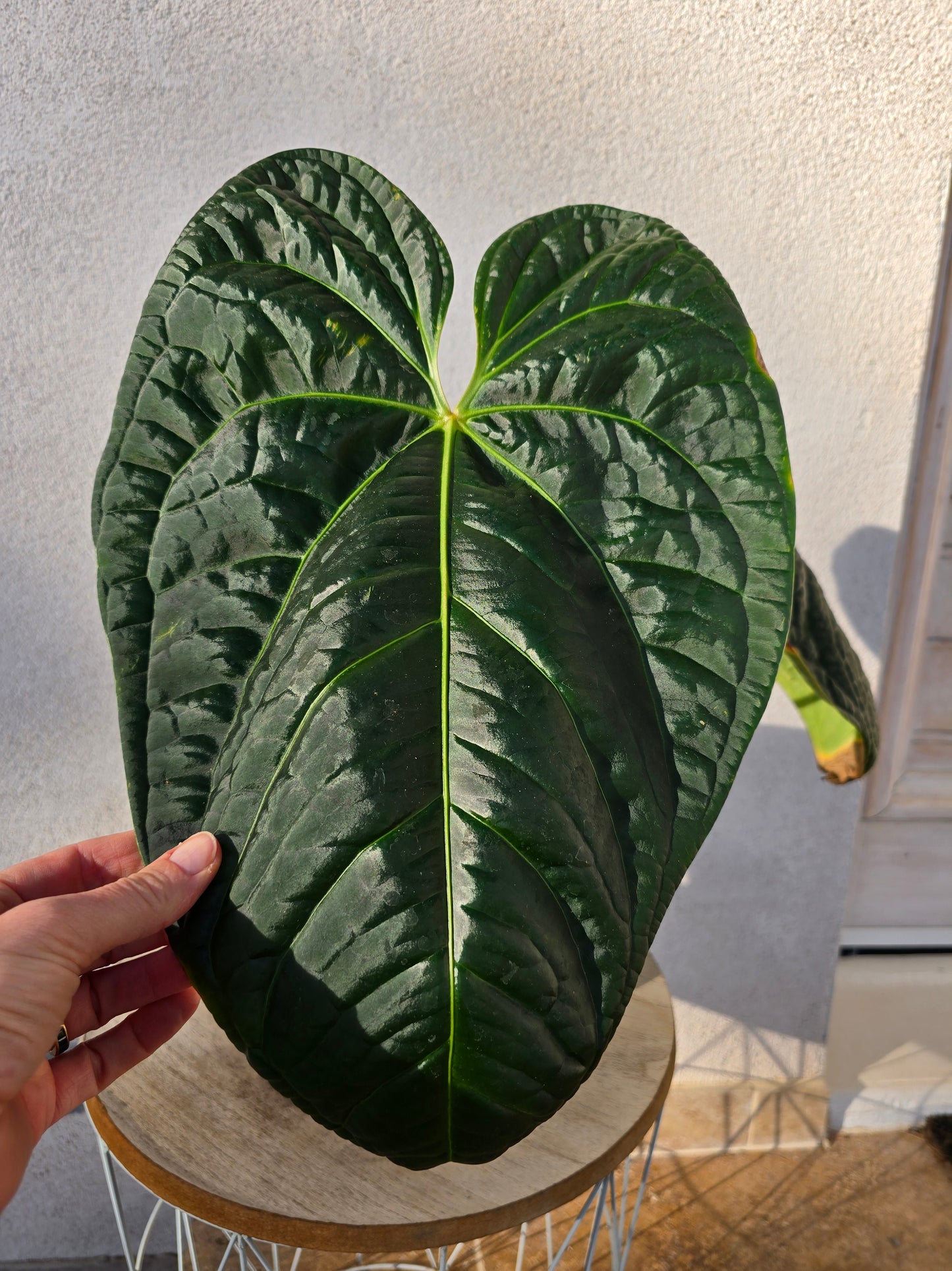 Anthurium regale x luxurians