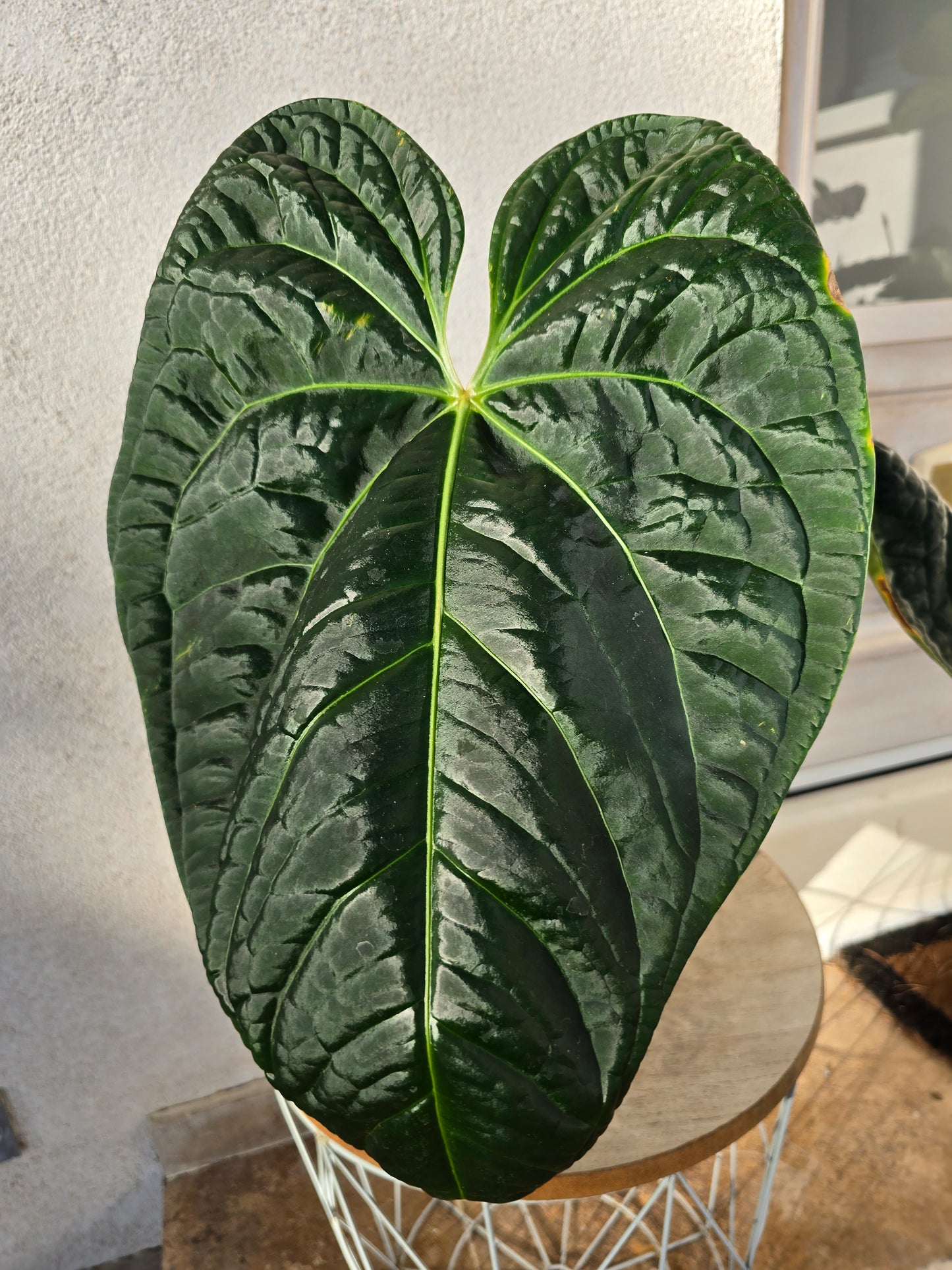 Anthurium regale x luxurians