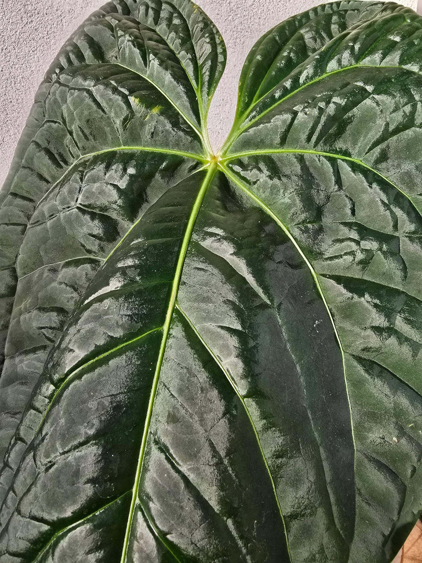 Anthurium regale x luxurians