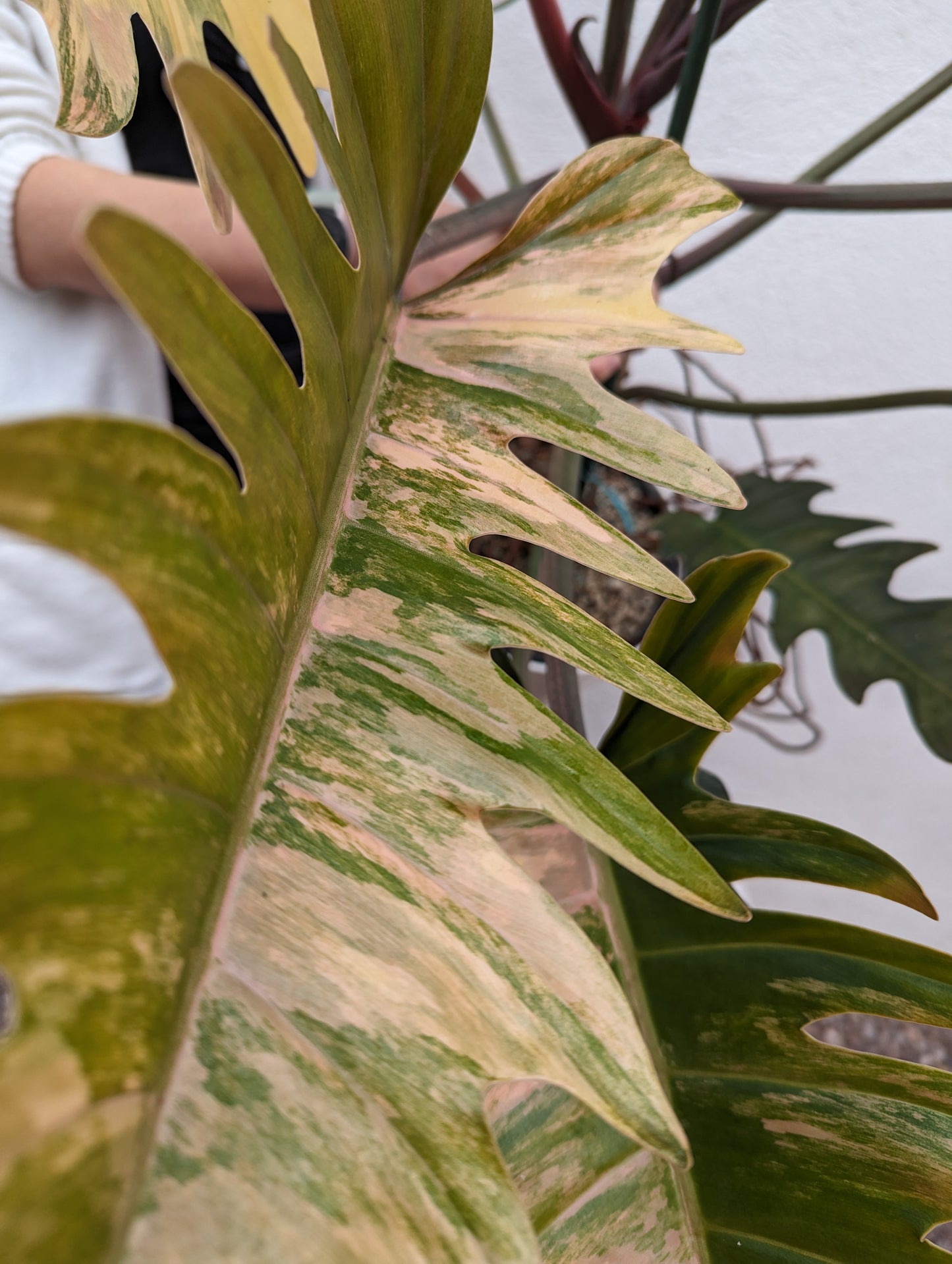 Philodendron caramel marble