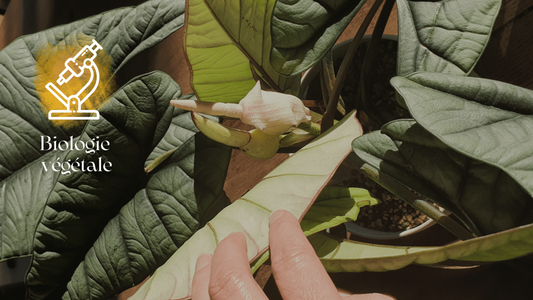 Comment se passe la pollinisation des alocasia